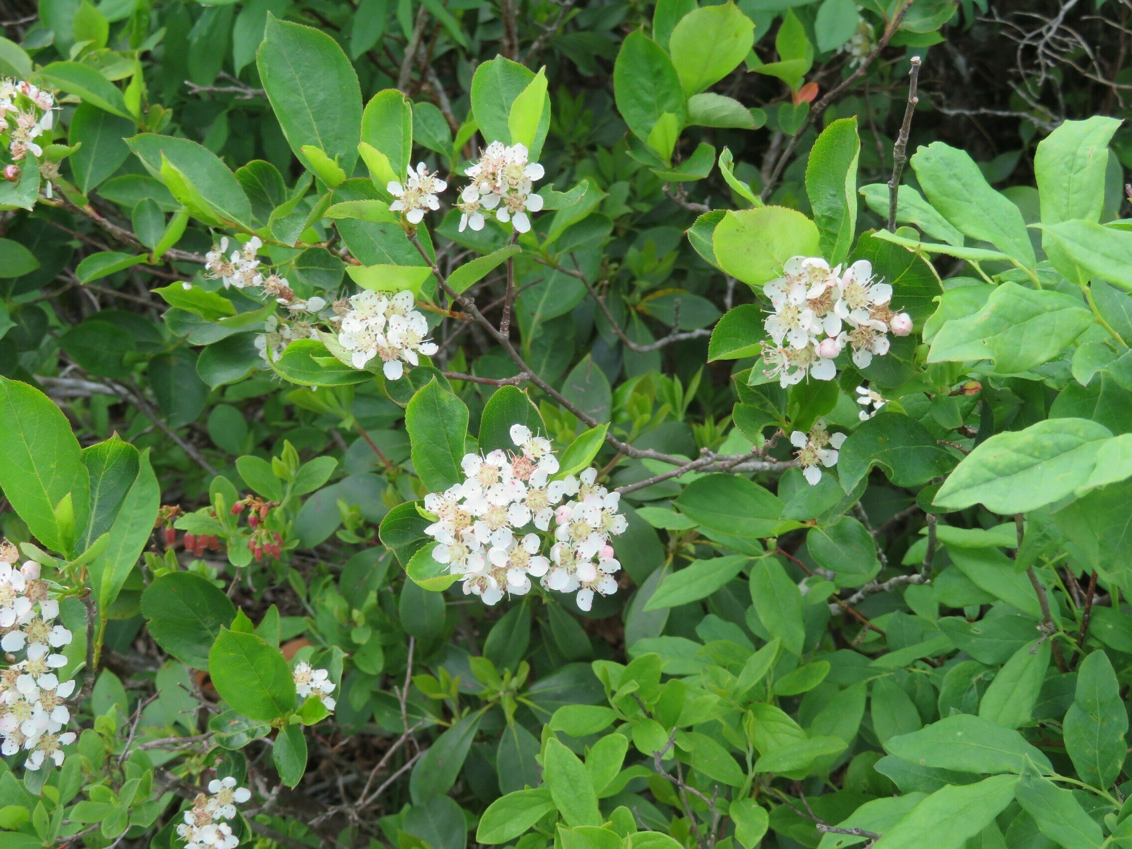 Another Red Chokeberry