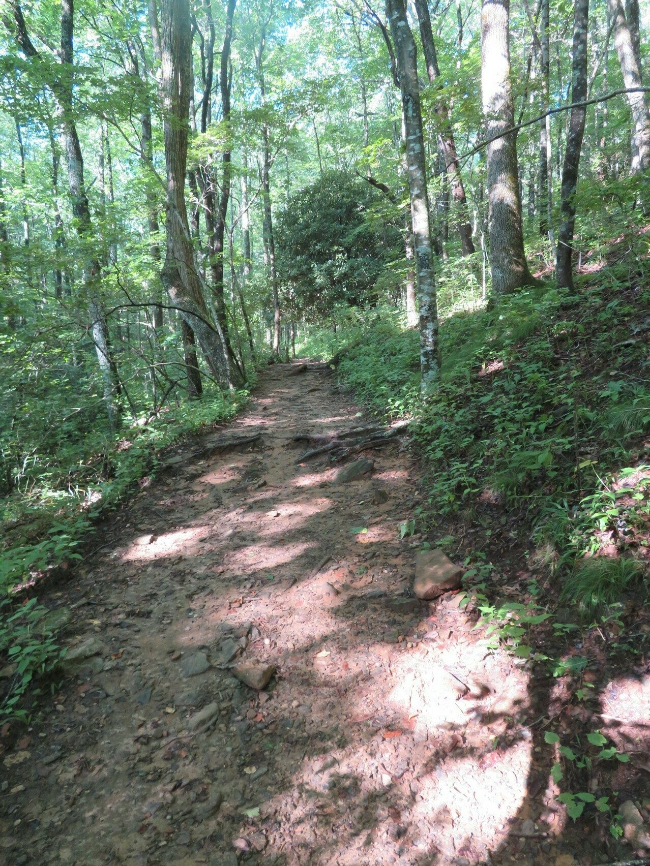 A break from some of the rocky, rooty sections of the trail.