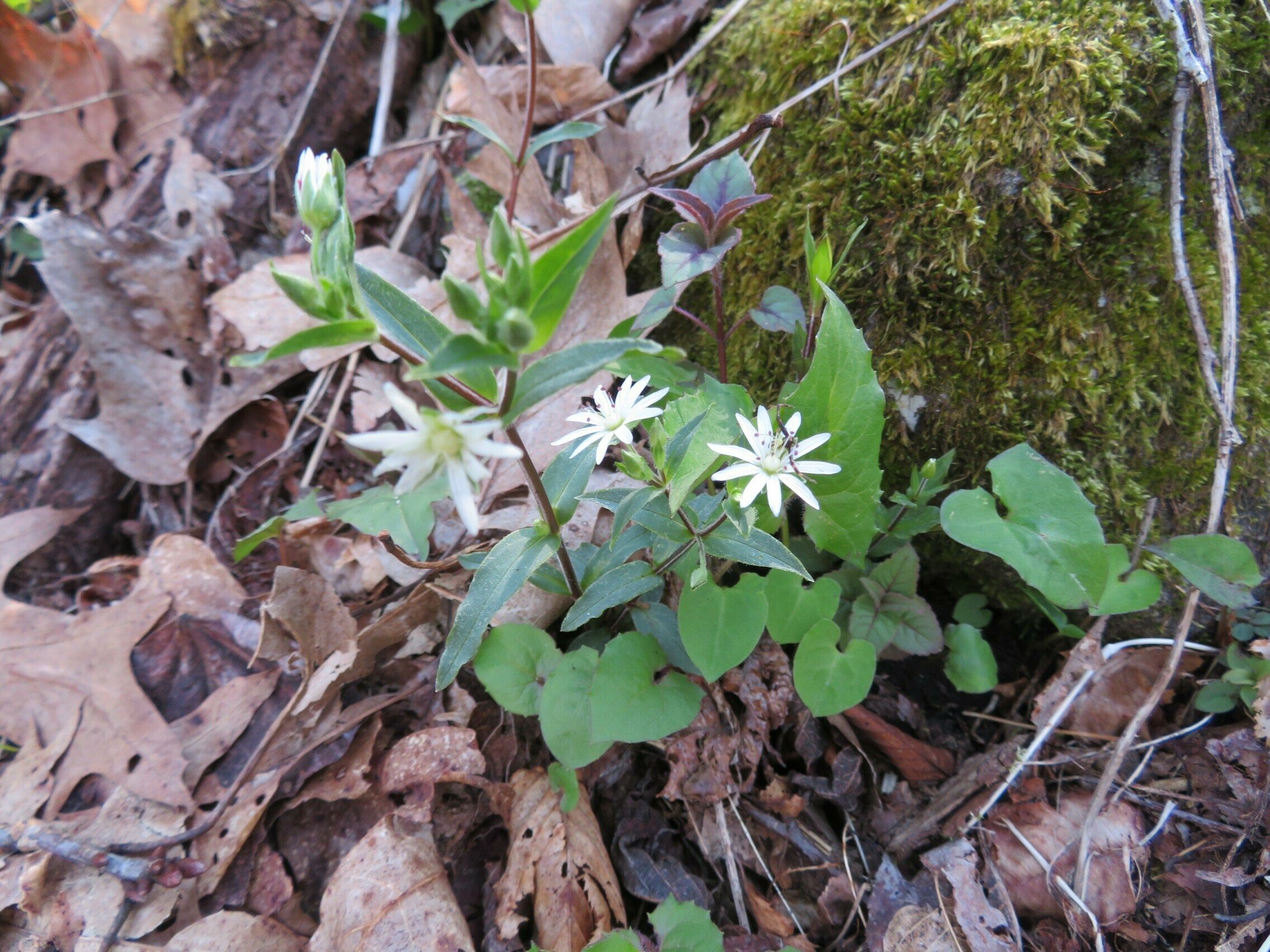 Star Chickweed (Stellaria pubera)