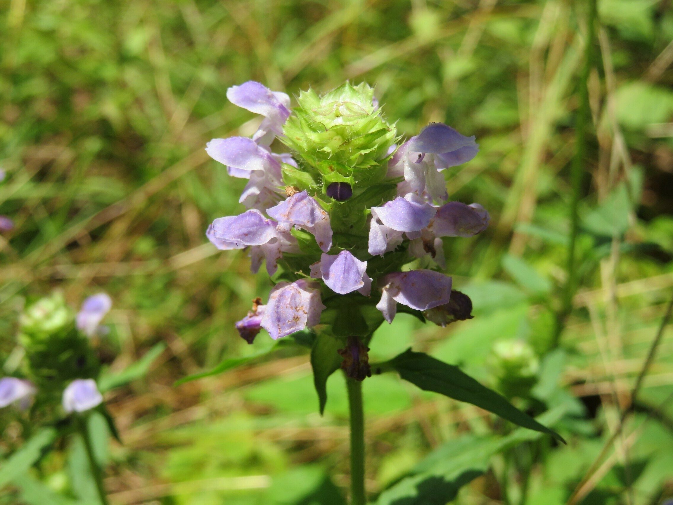 Heal-all (Prunella vulgaris)