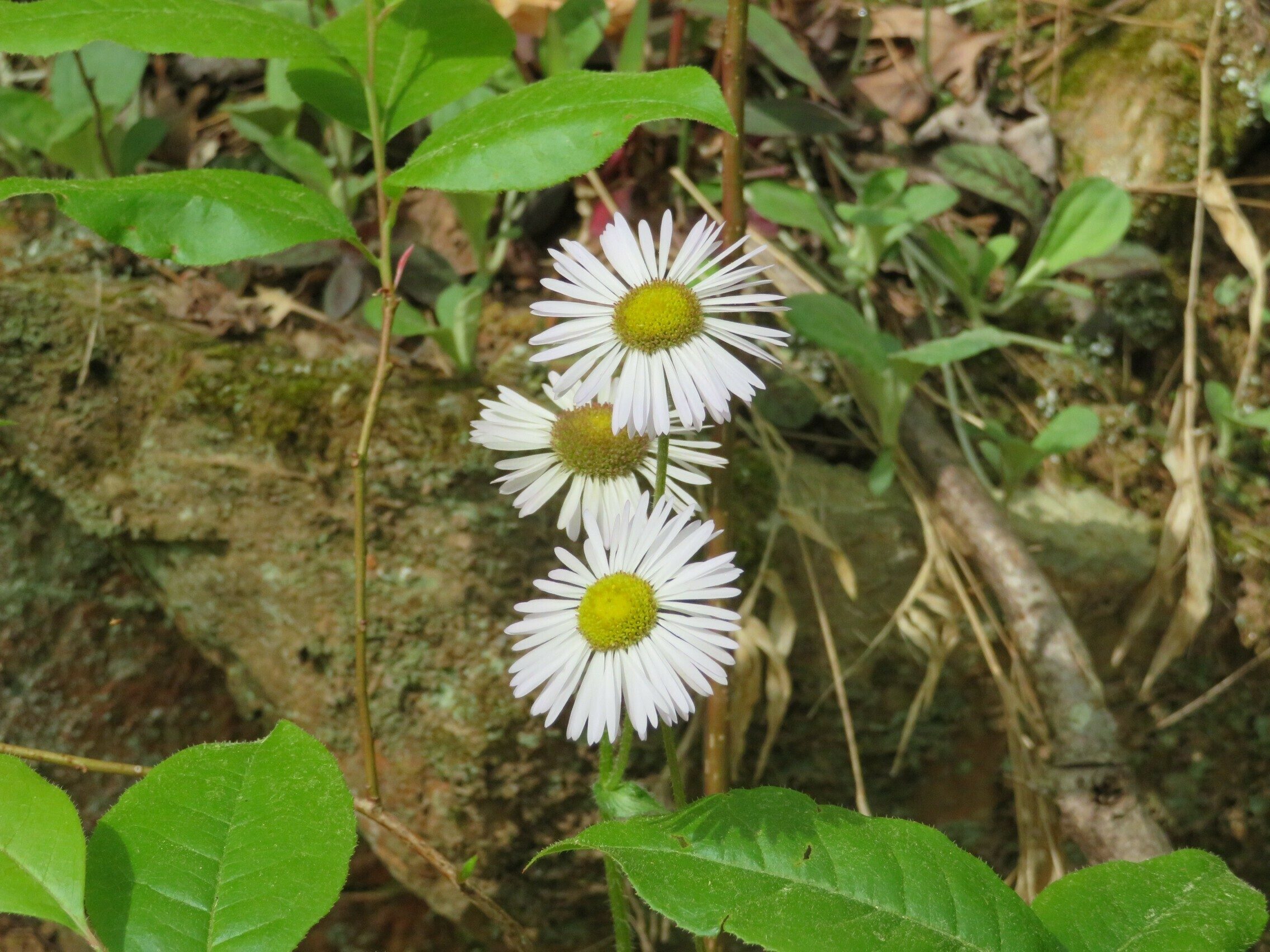 Daisy fleabane (Erigeron philadelphicus)