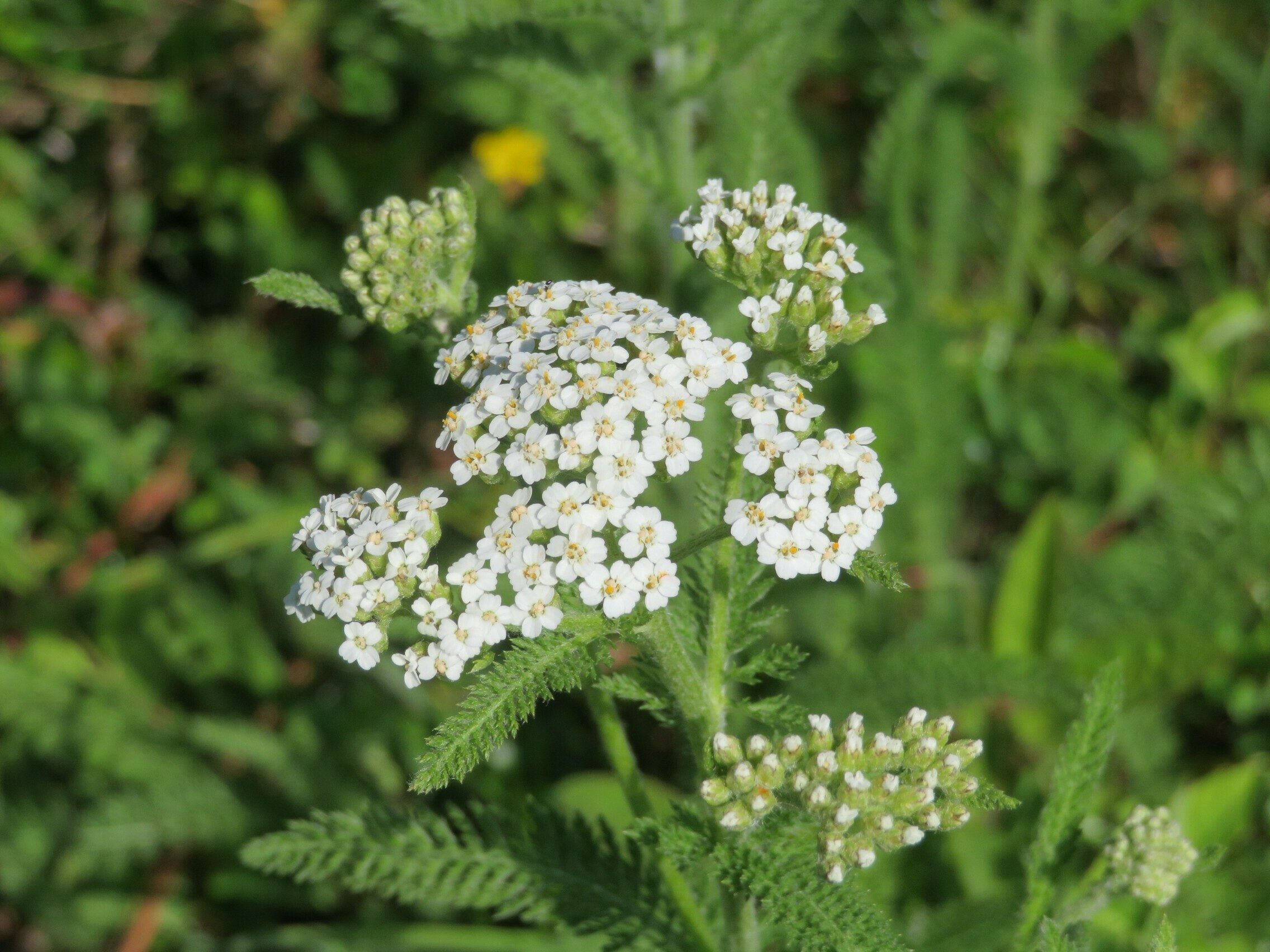 White Yarrow(Achilea miffefolium)