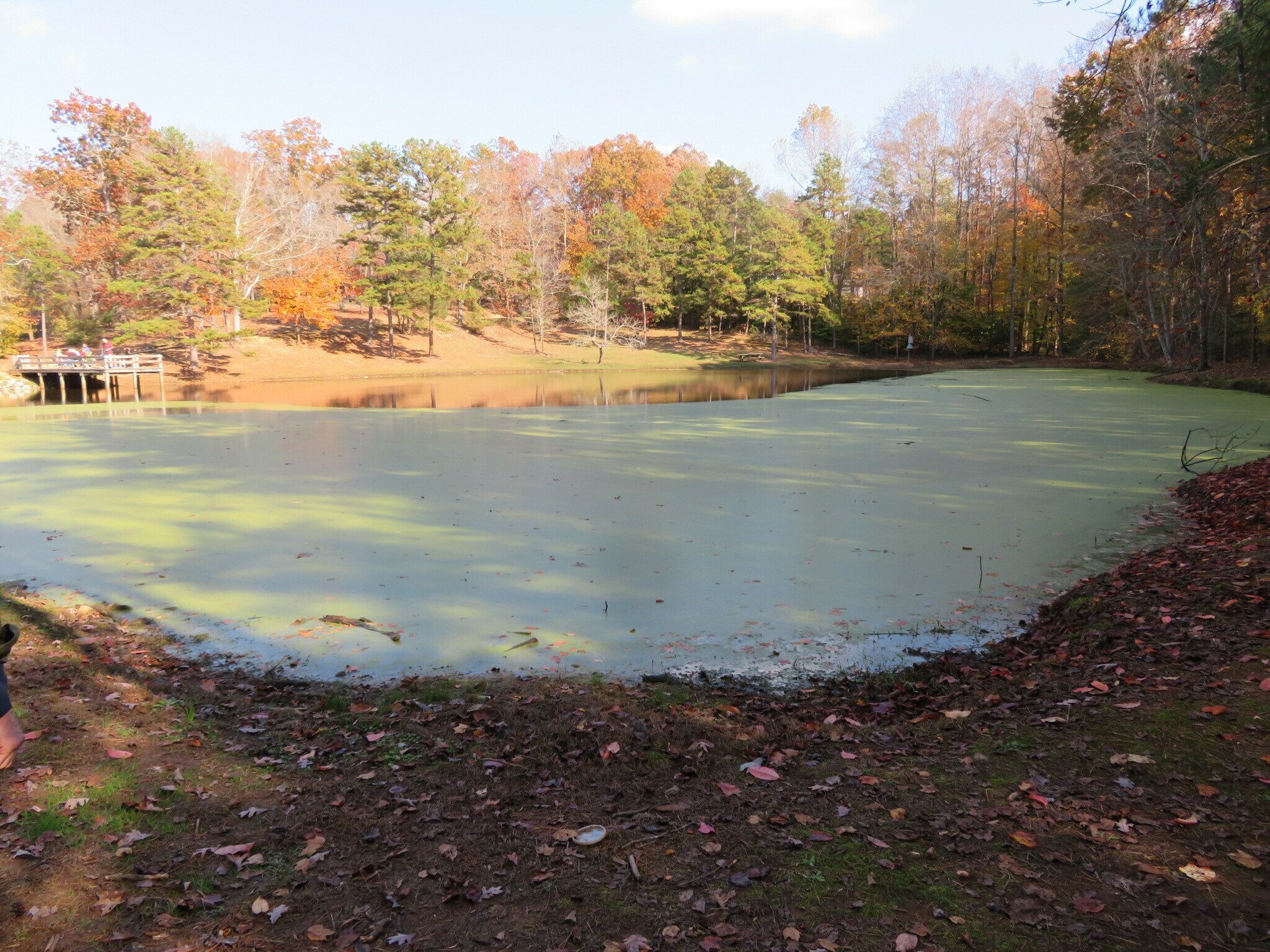 Lots of algae in the south fish pond.