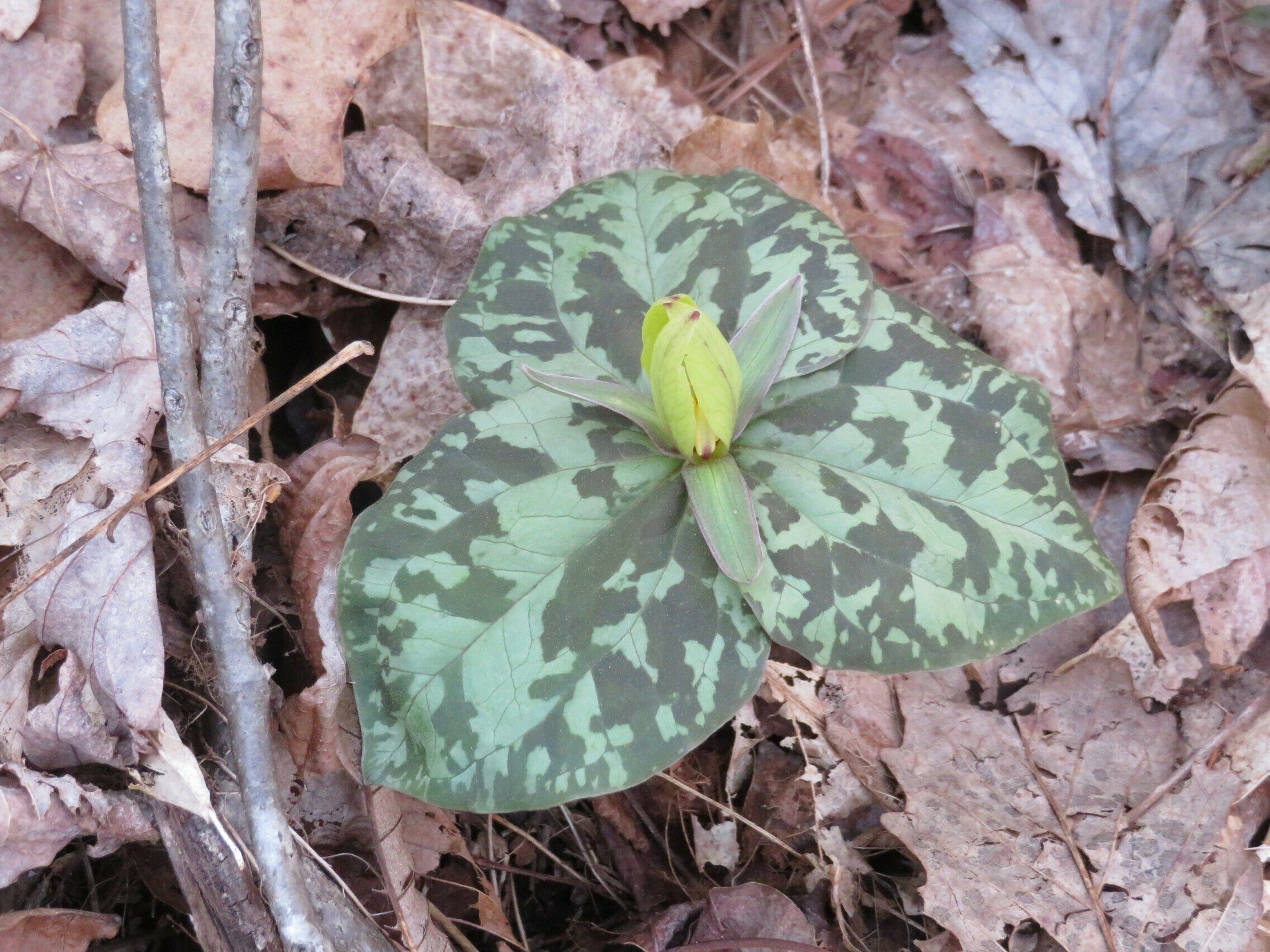 Toadshade / Yellow Trillium (Trillium luteum)