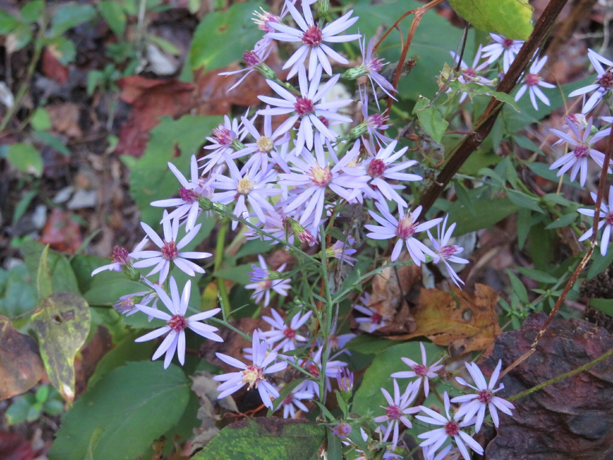 One of a few nice remaining clusters of Blue Wood Aster (Aster cordifolius).