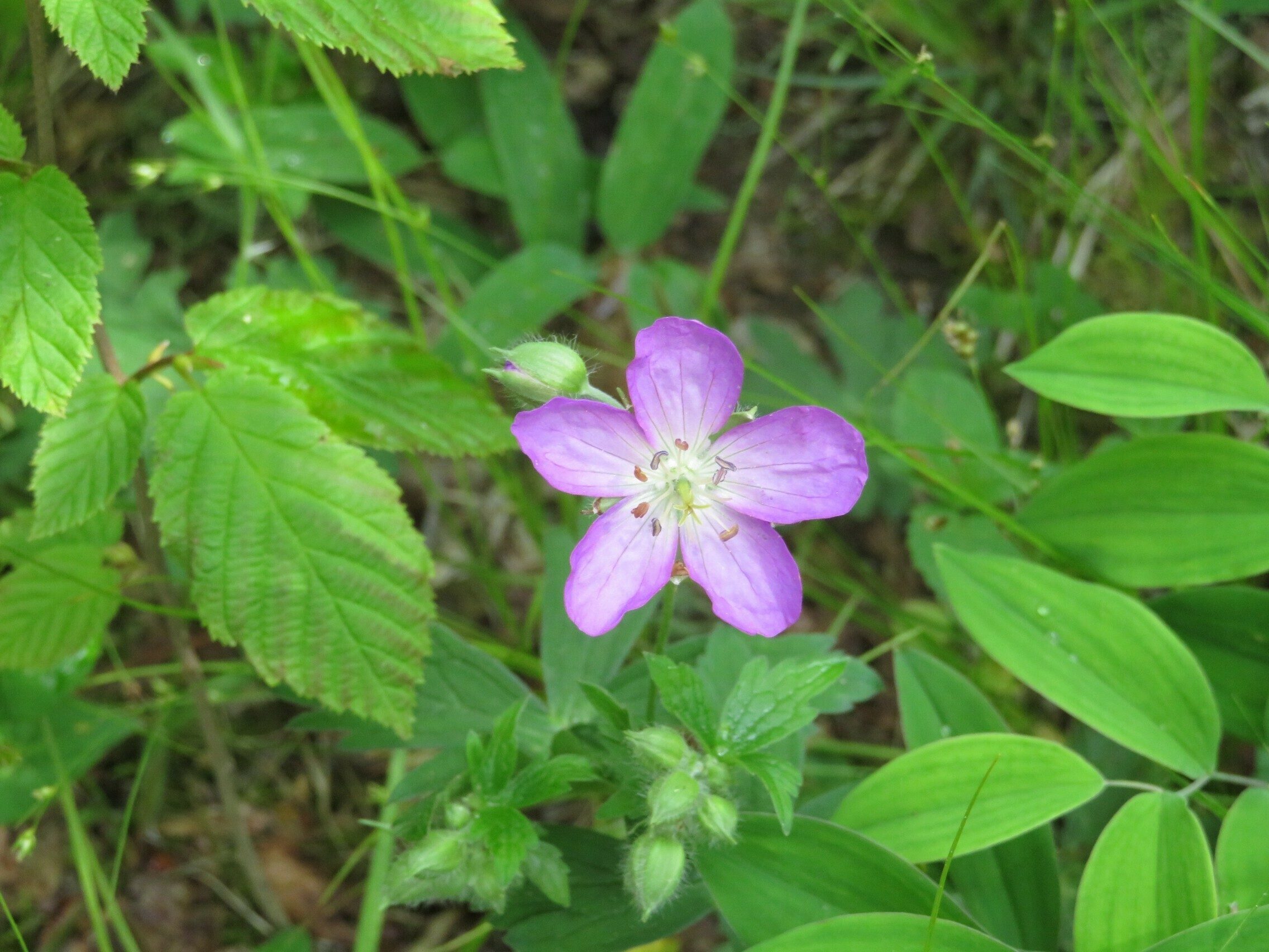 Wild Geranium (Geranium maculatum)
