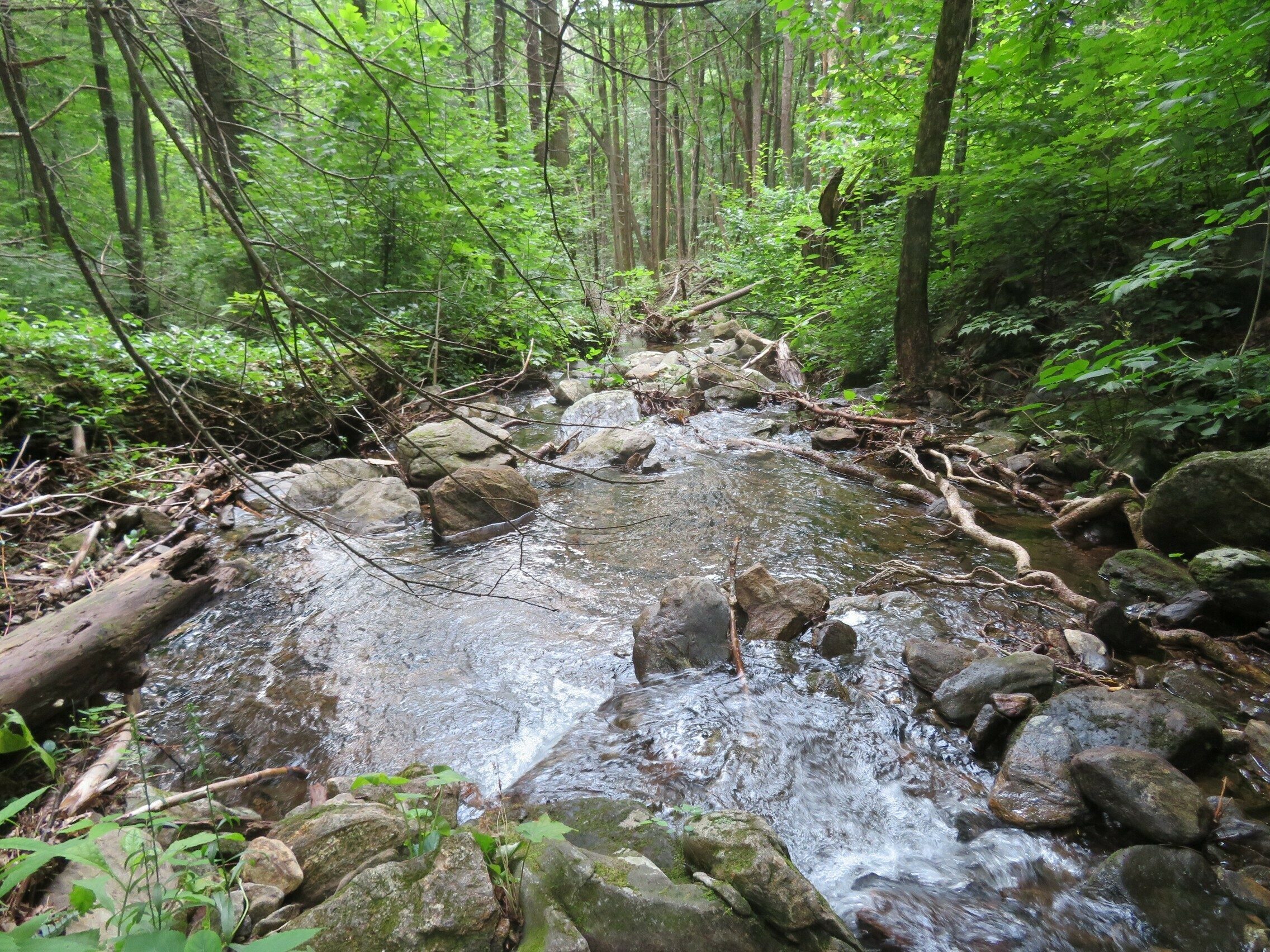 Looking downstream from another water crossing along Dockery Lake Trail