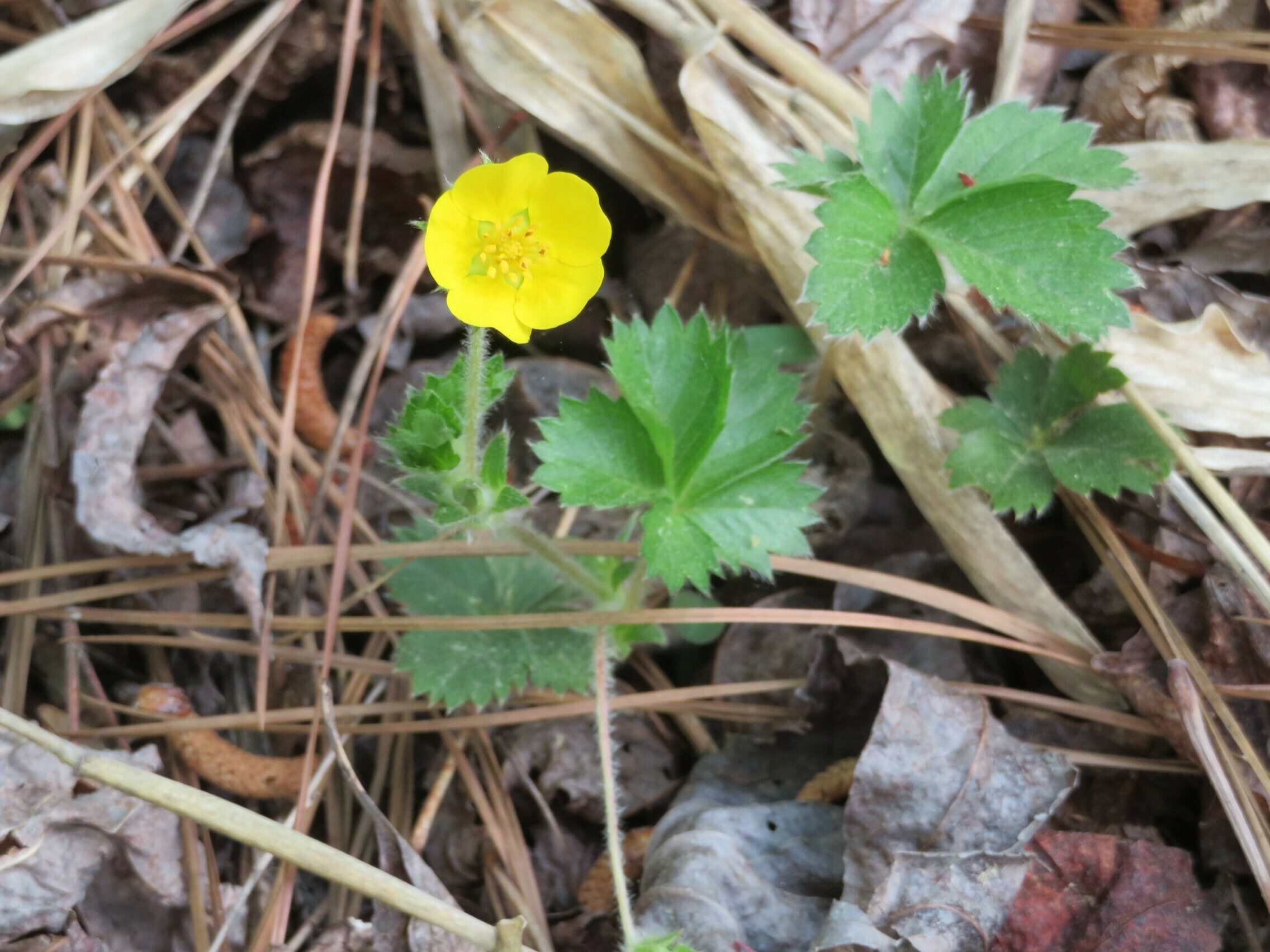 Cinquefoil, Common (Potentilla canadensis)