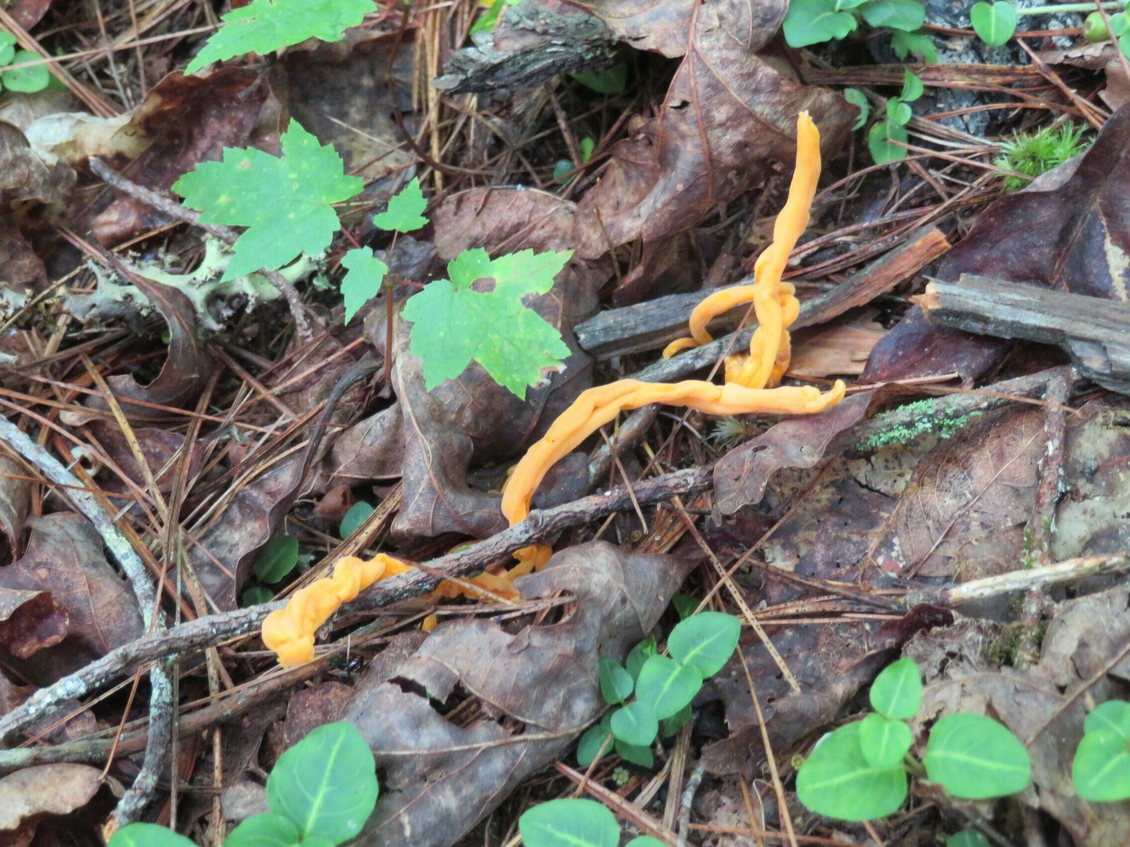Interesting fungus!