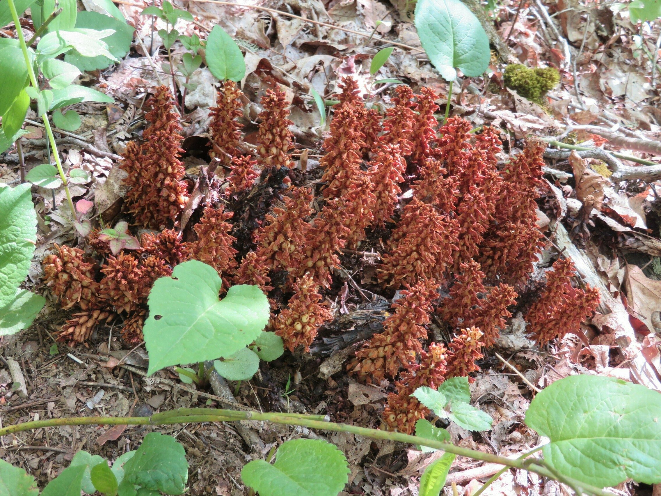 Squaw Root (Conopholis americana)