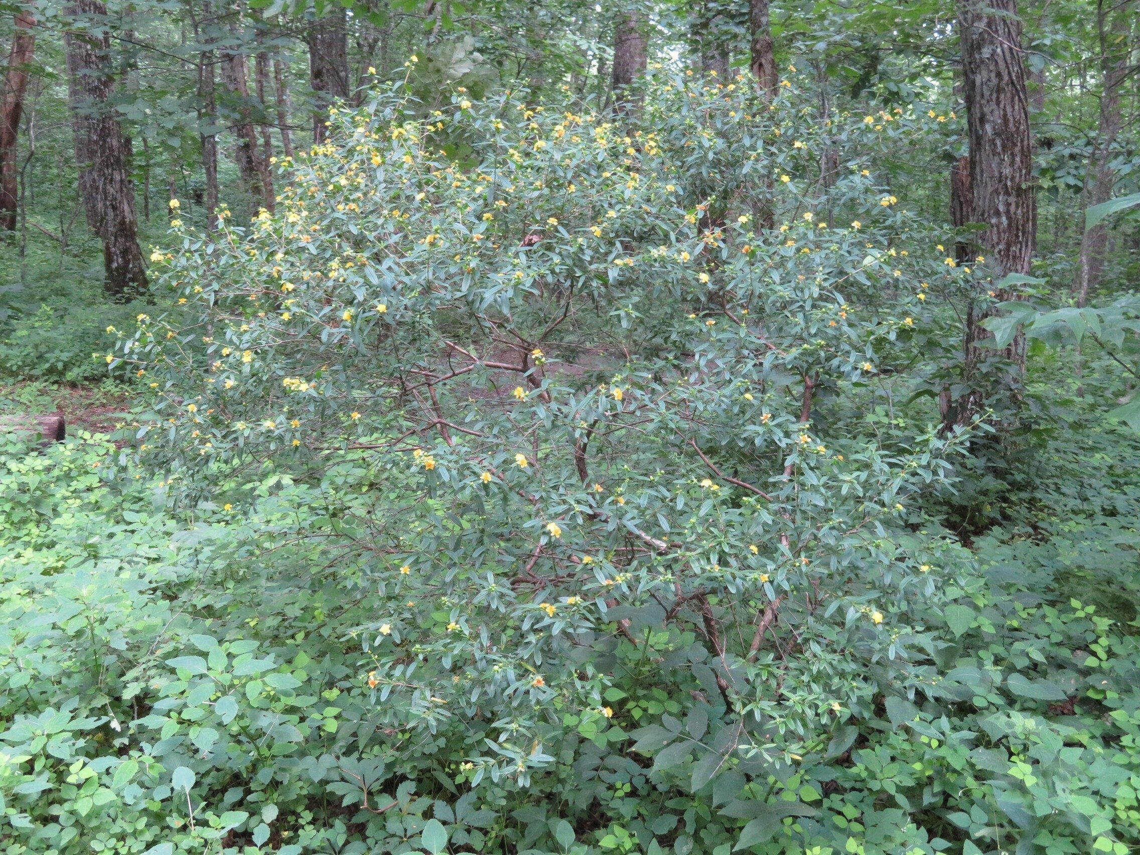 Shrubby St. Johnswort (Hypericum prolificum)