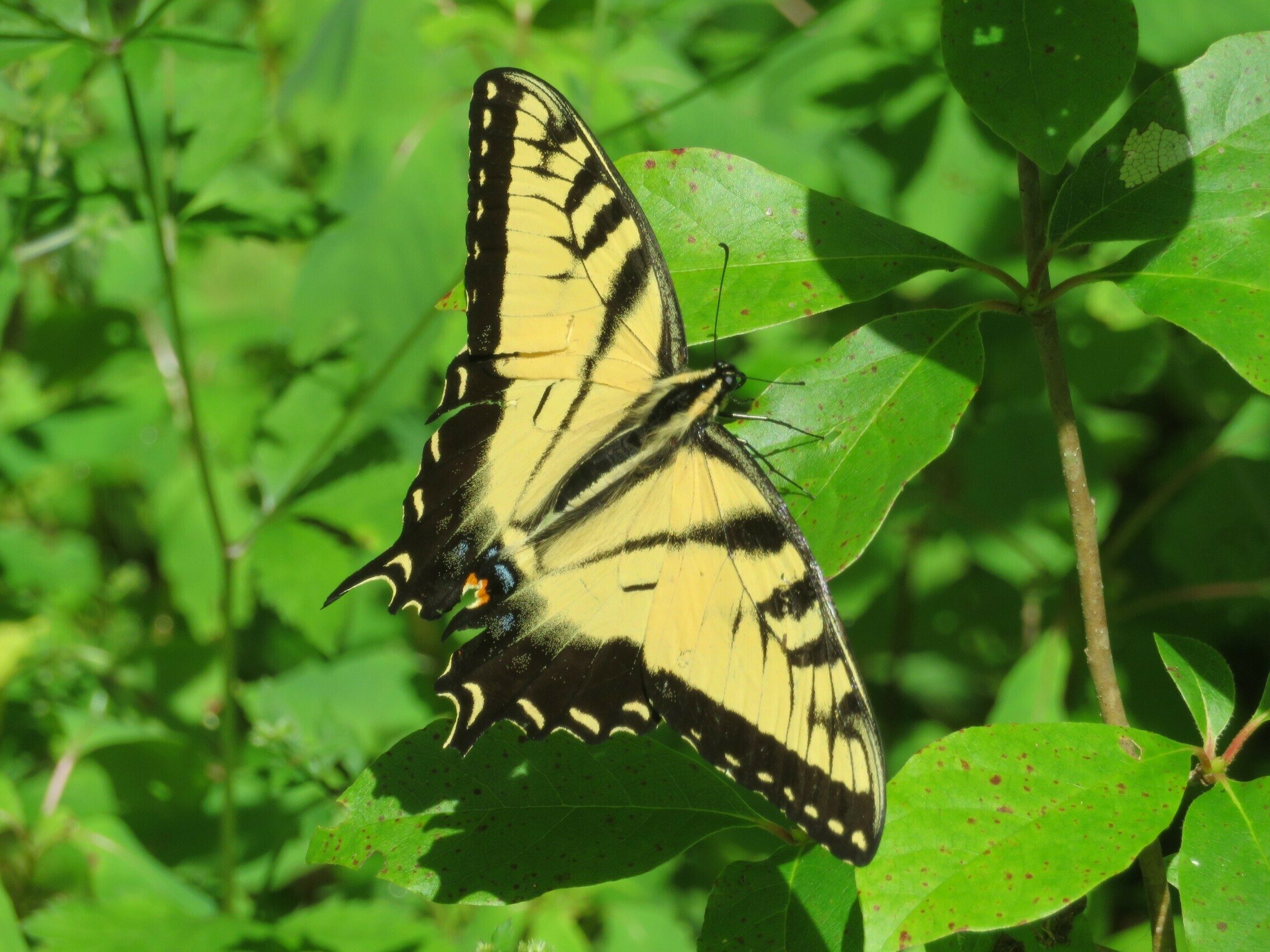 Large and beautiful Tiger Swallowtail Butterfly sunning itself.
