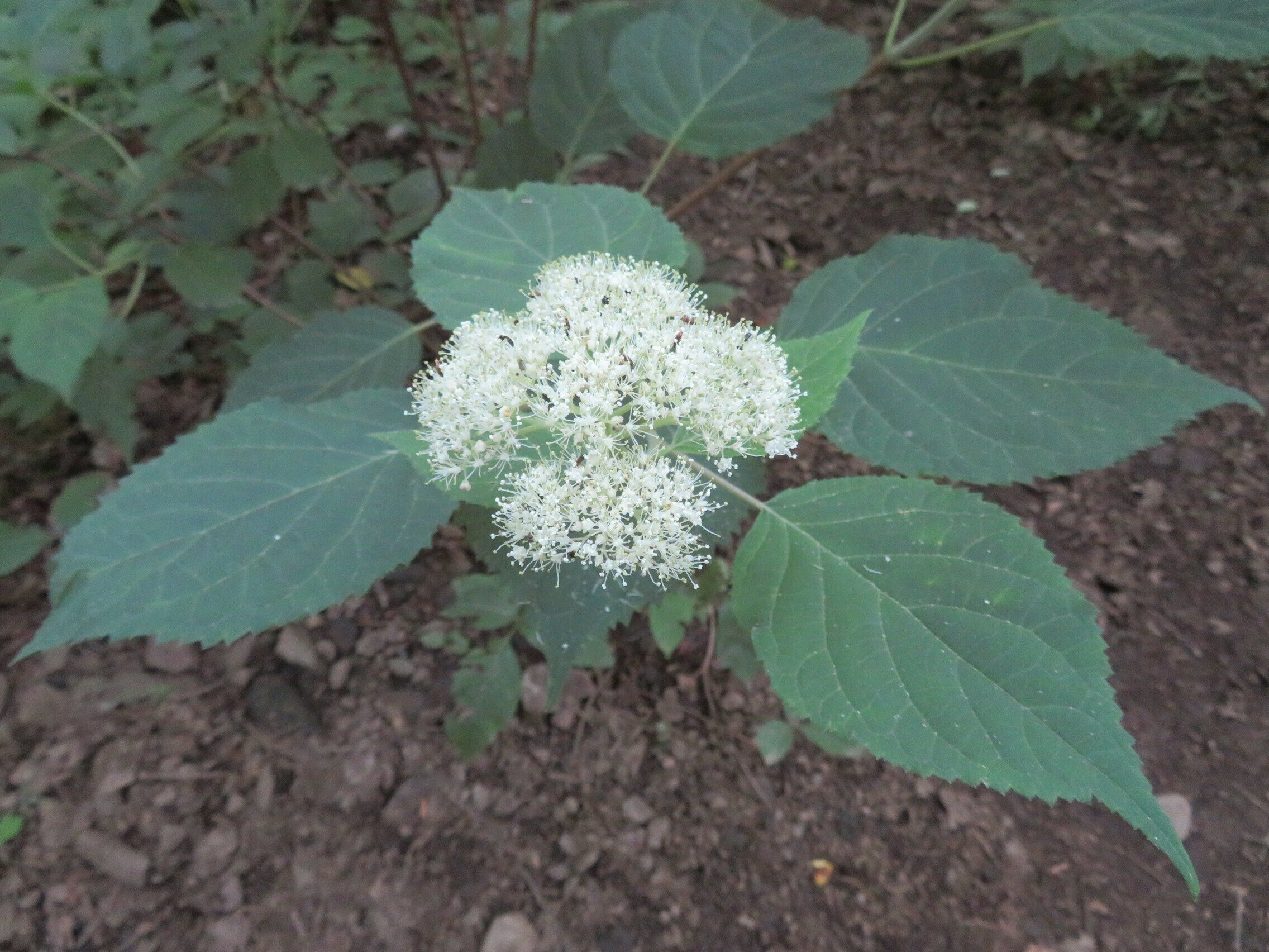 Wild hydrangea (Hydrangea arborescen)
