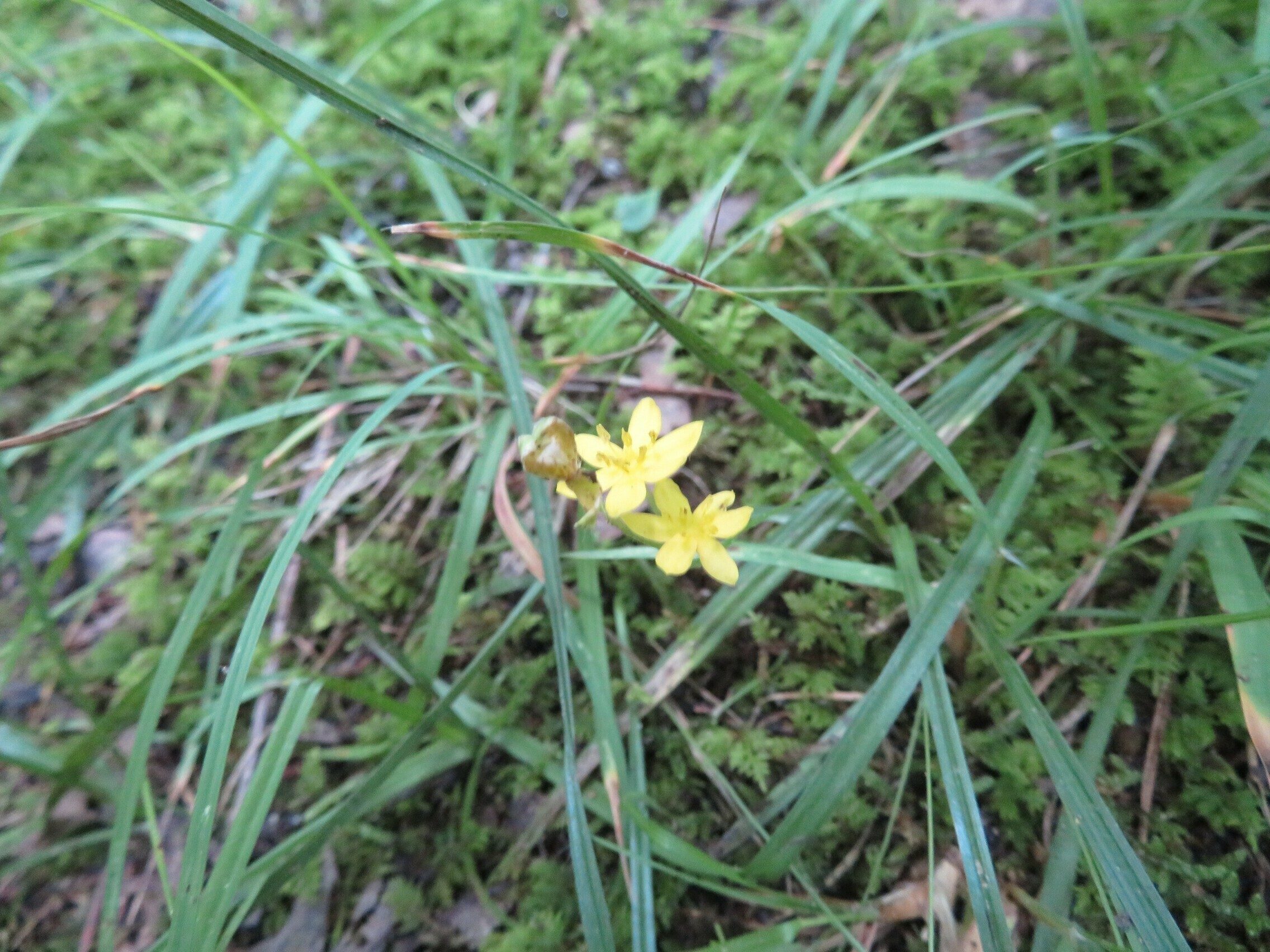 Yellow stargrass (Hypoxis hirsuta