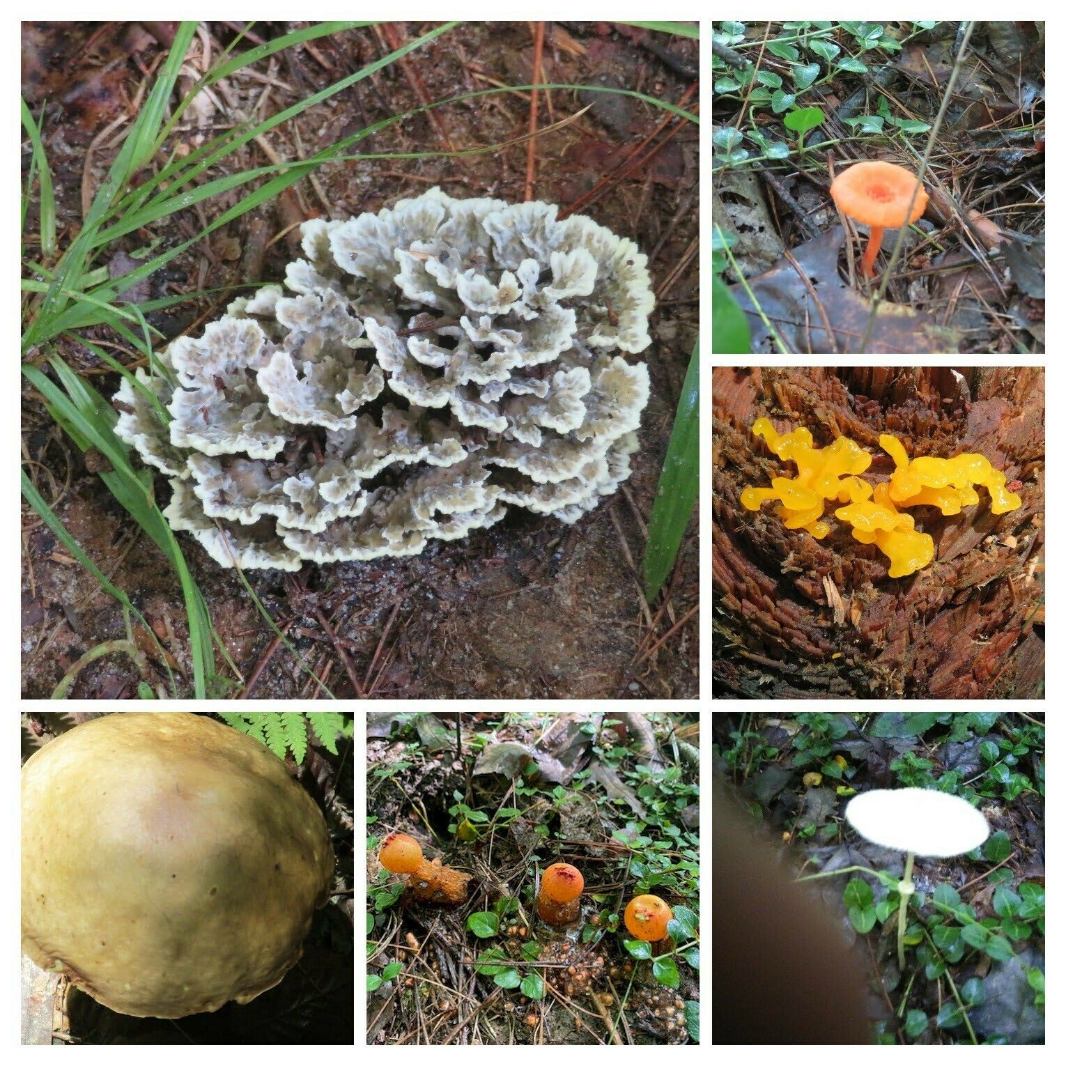 Collage of fungus seen