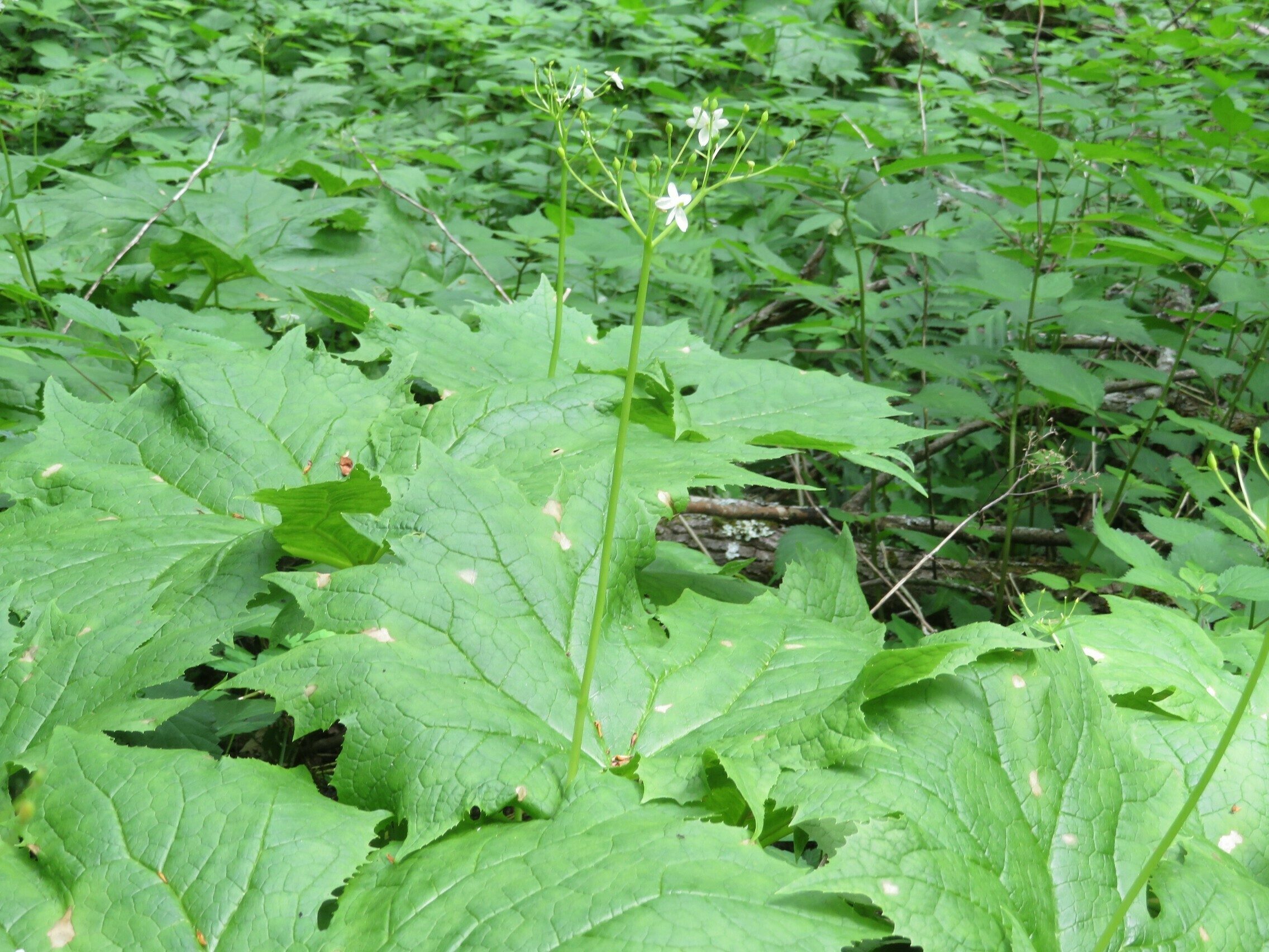 Umbrella Leaf (Diphylleia cymosa) Not much of the bloom left