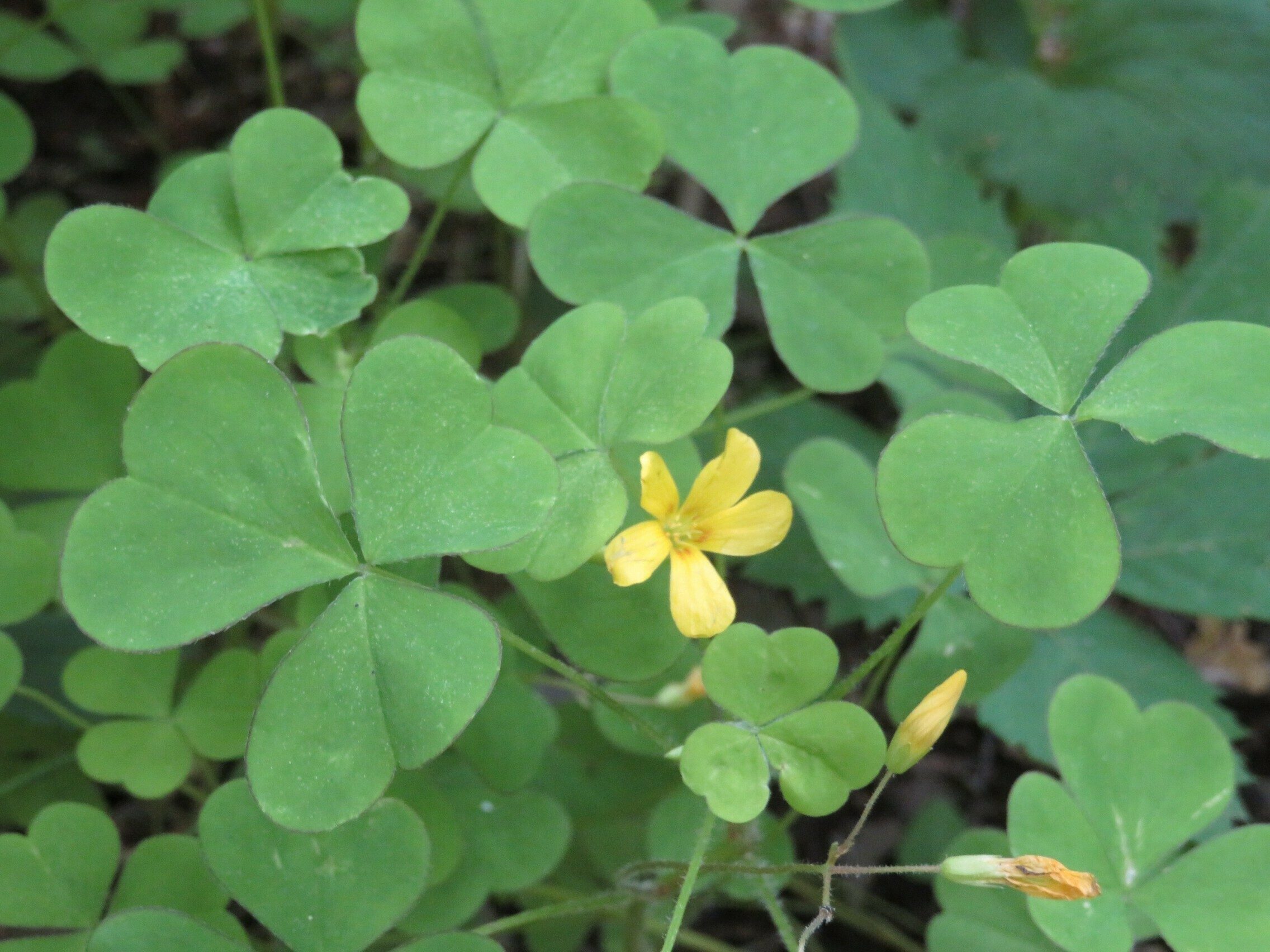 Wood Sorrel (Oxalis stricta)