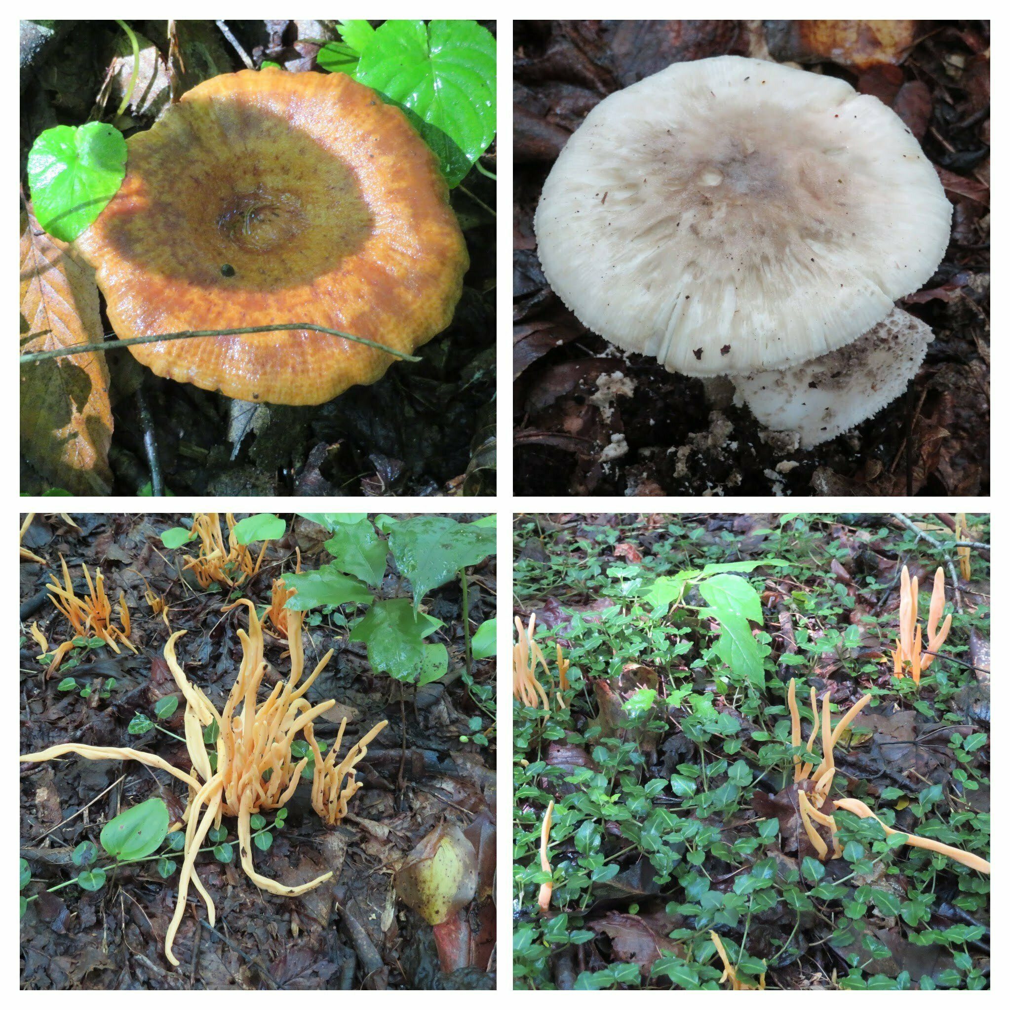 With all of the rain and a damp, if not wet, trail, examples of the fungus.