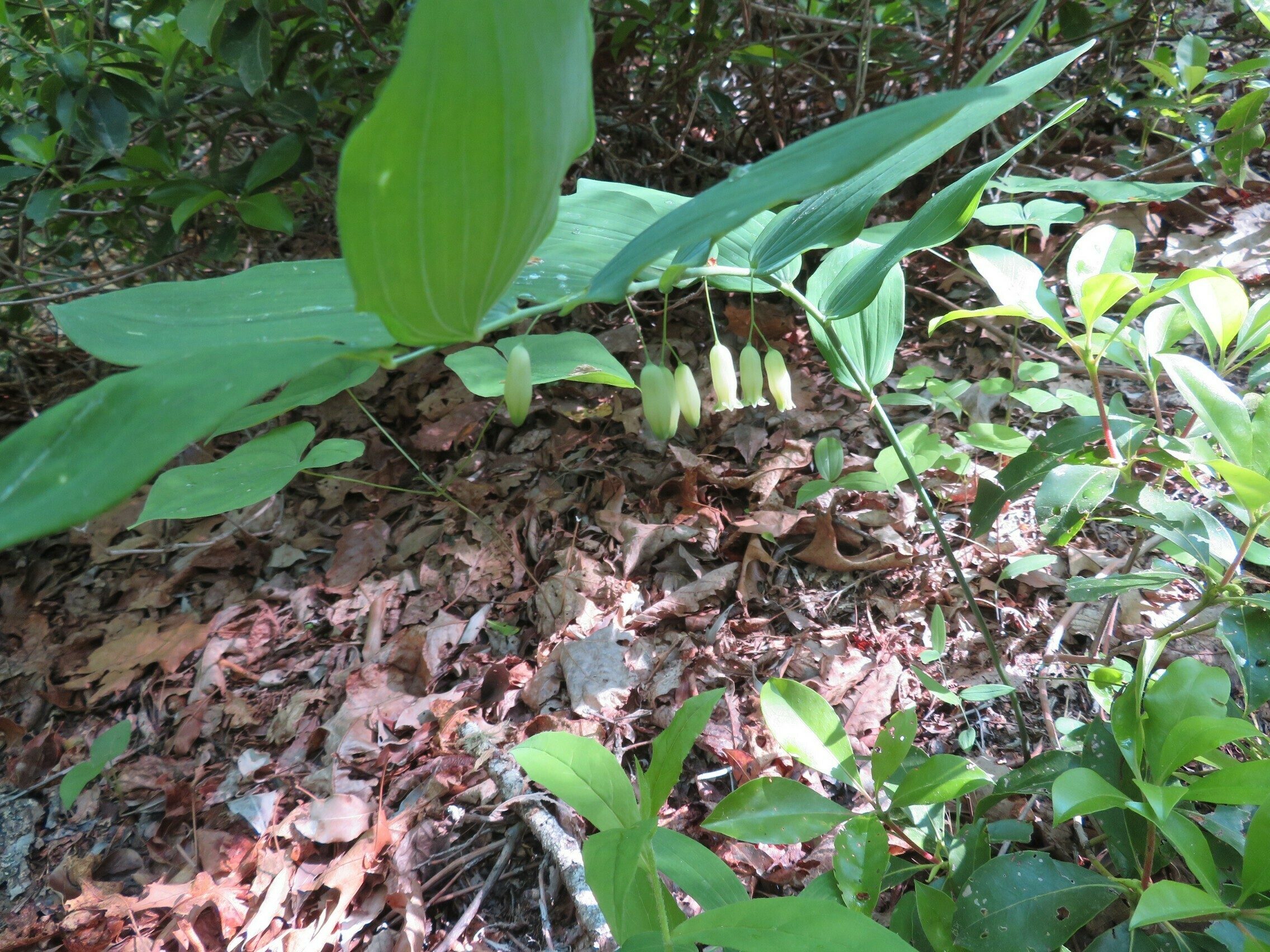 Solomon's Seal (Polygonatum biflorum)