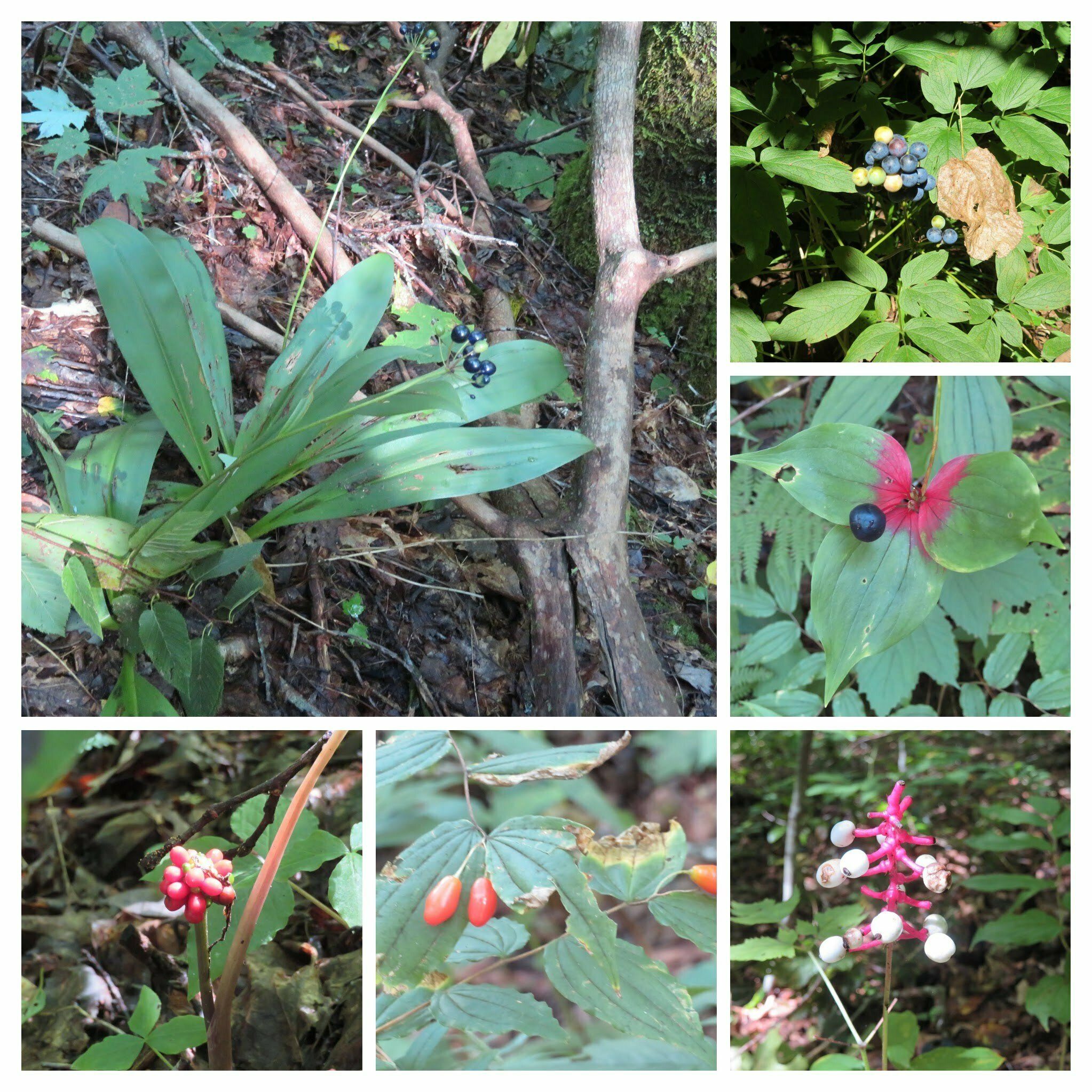 Lots of color from seeding plants, too!