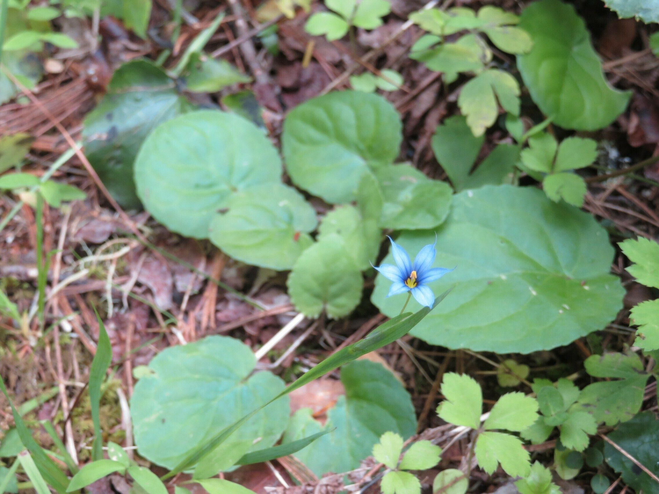 Blue-eyed Grass (Sisyrinchium angustifolium)
