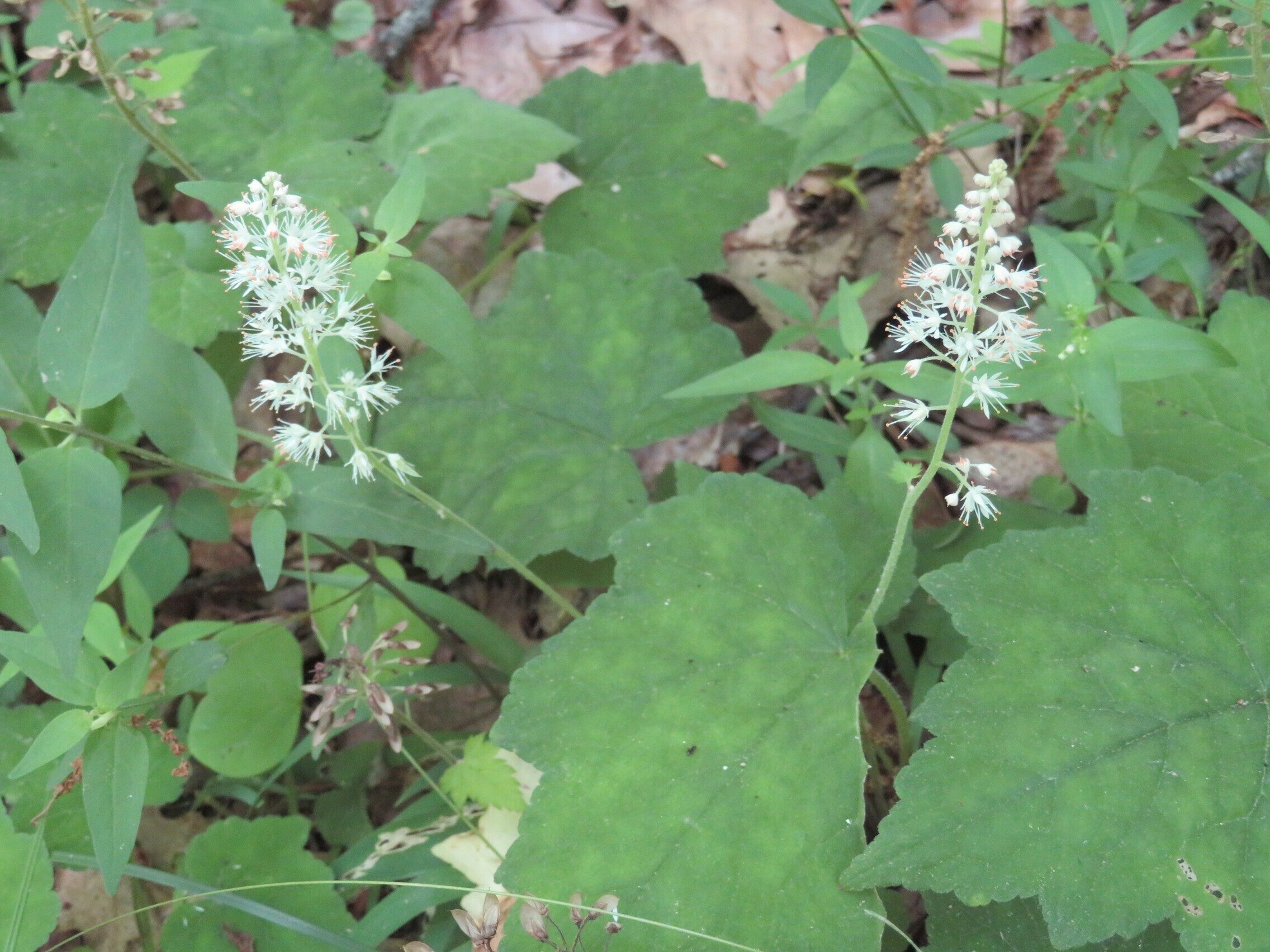 Foamflower (Tiarella cordifolia) - Late bloomer!