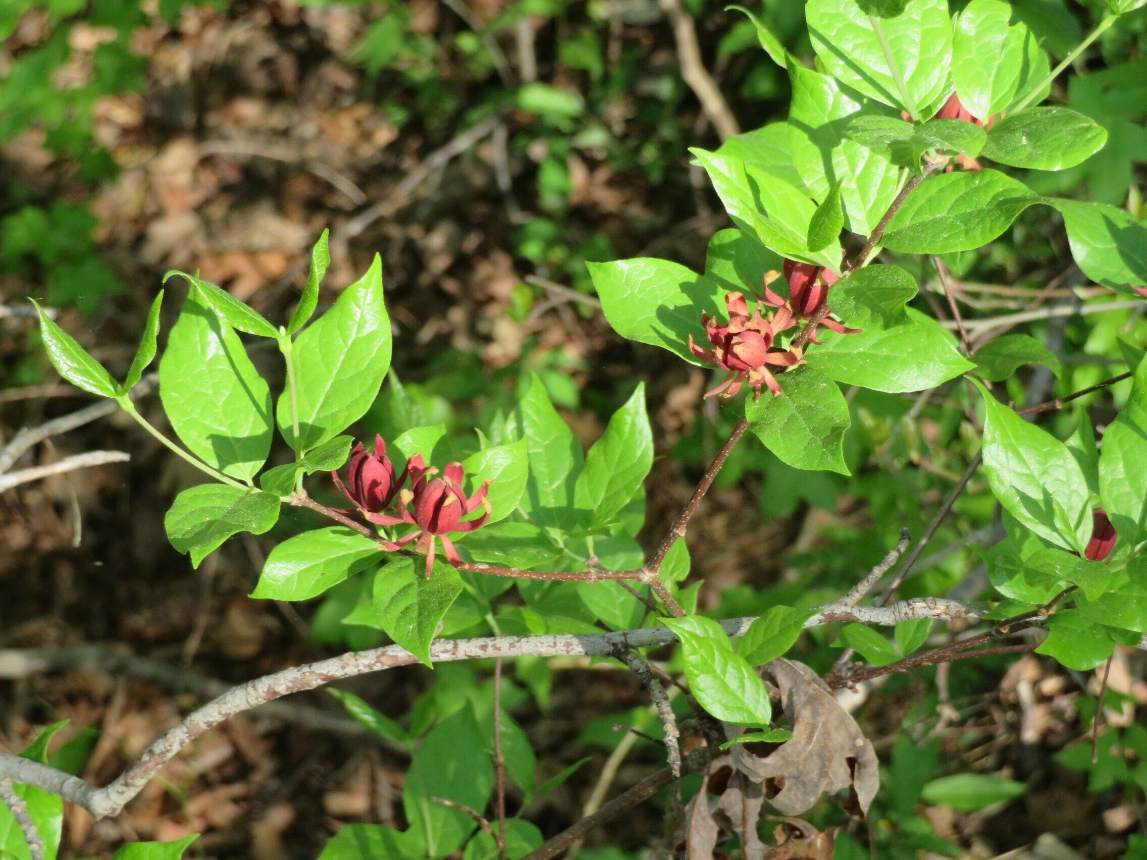 Sweet Shrub (Calycanthus floridus axillaris)