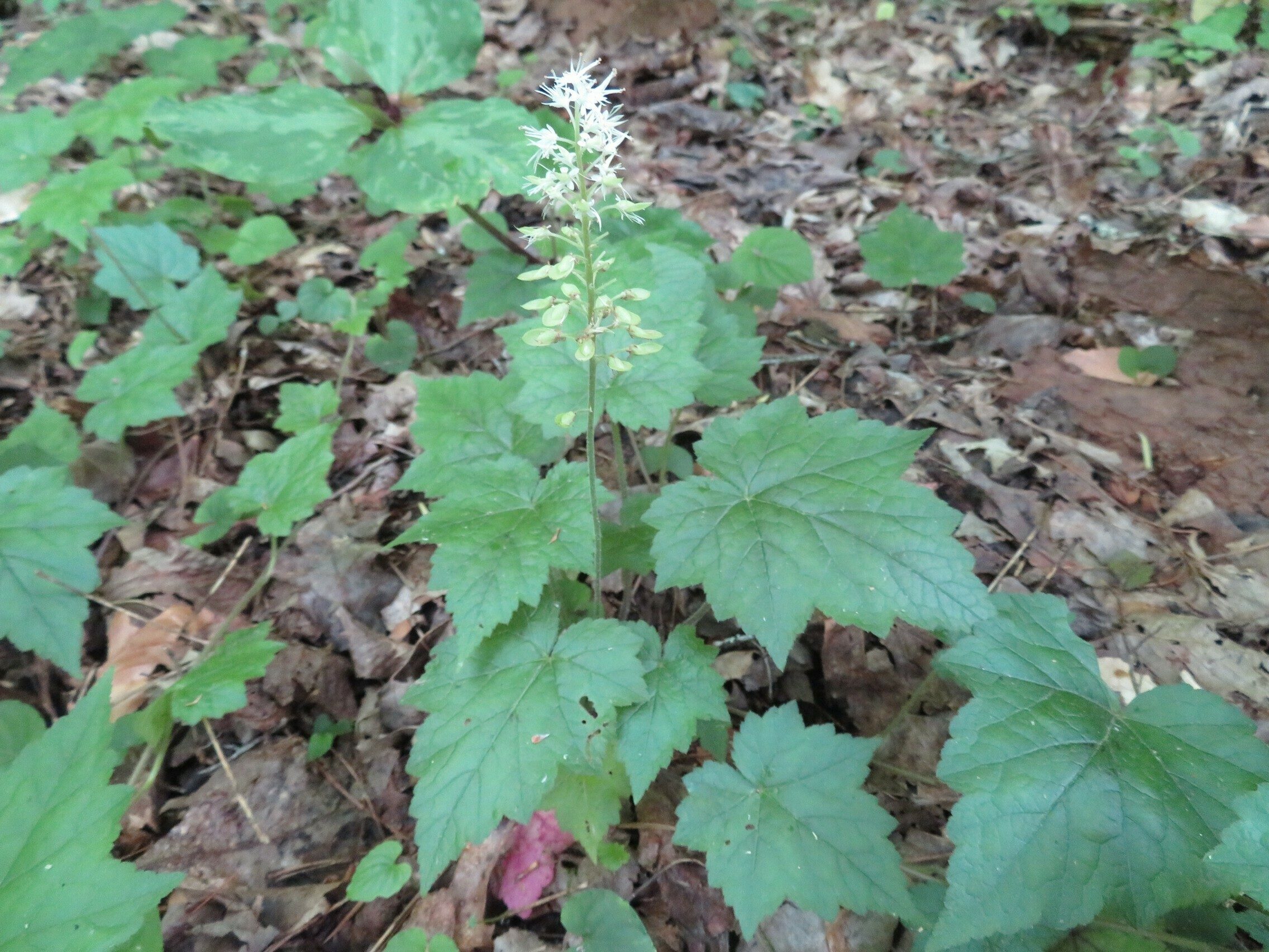 Foamflower (Tiarella cordifolia)