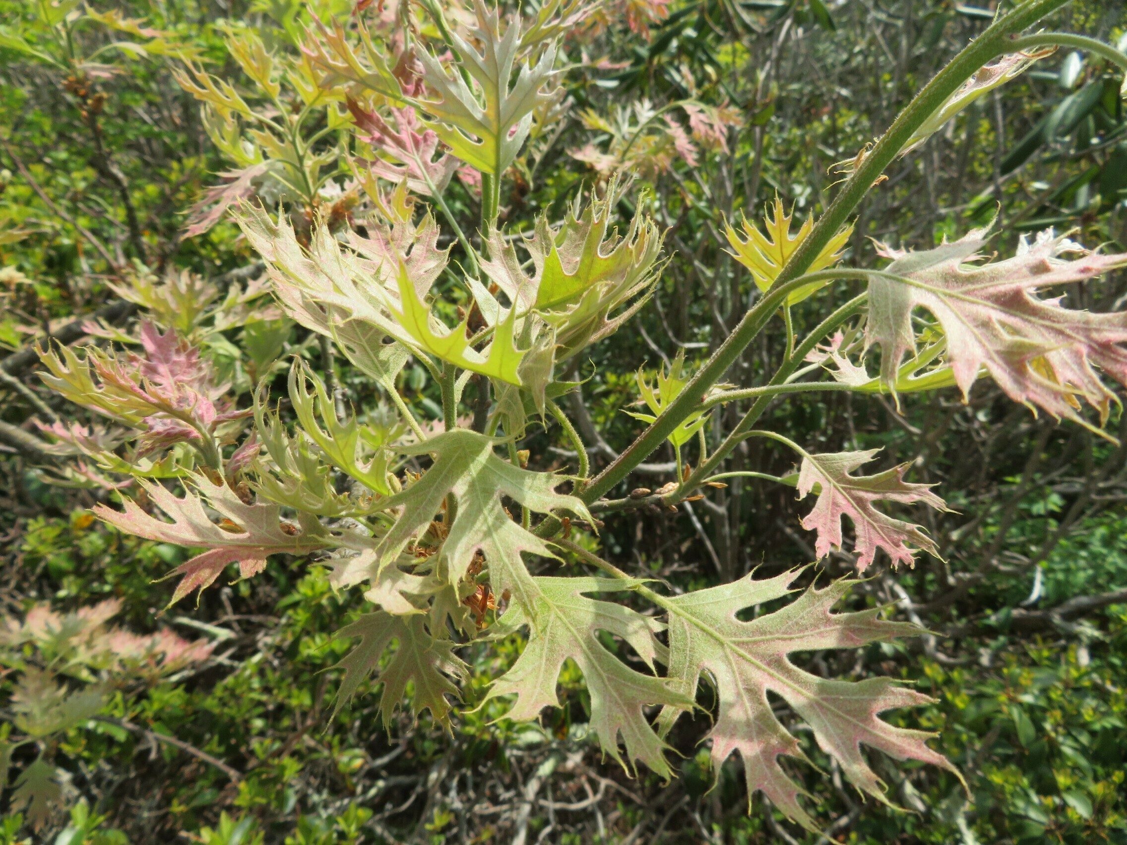 Beautiful colors and form of Pin Oak (Quercus palustris) at the top of Scaly Mountain