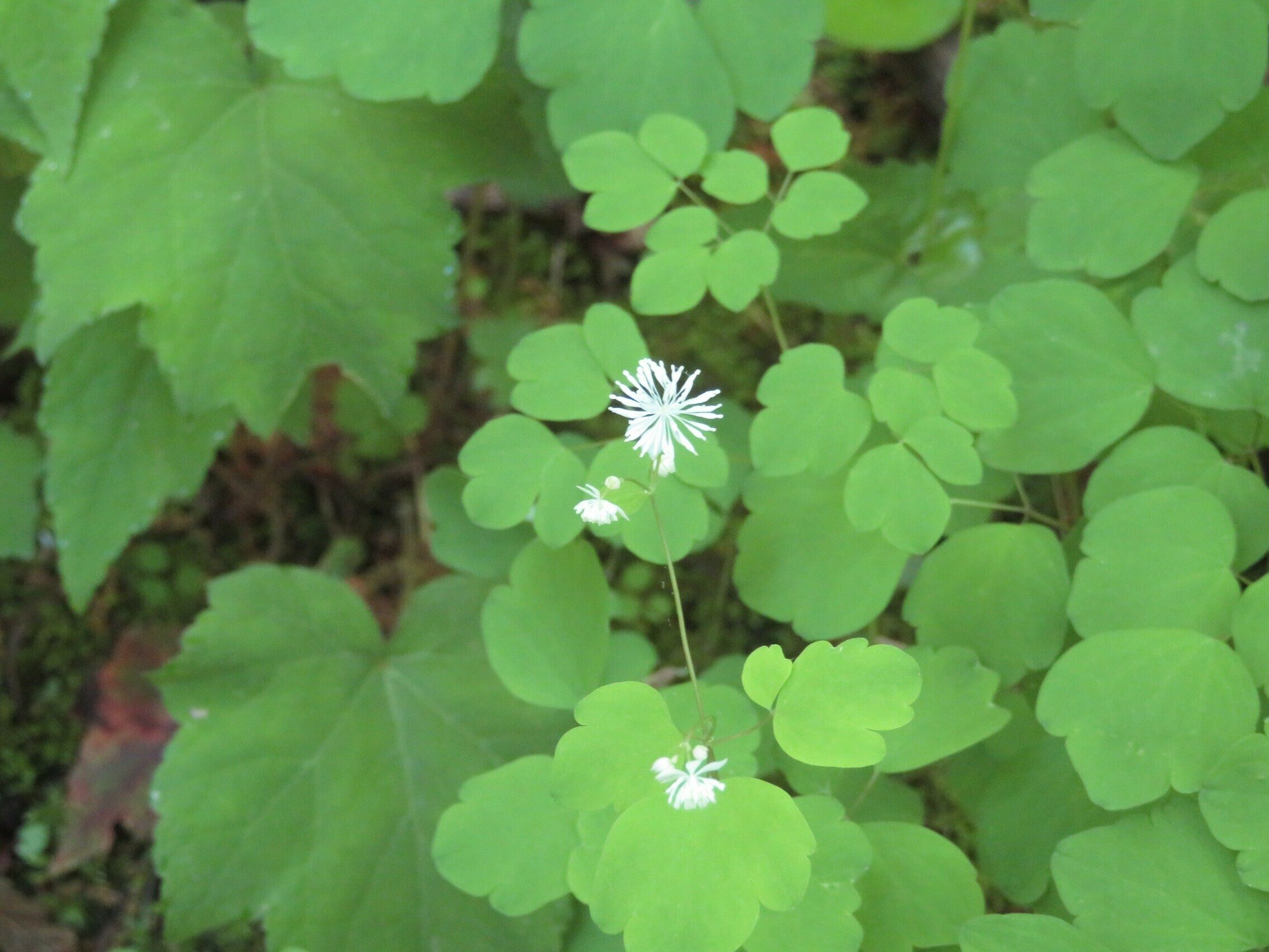 Meadow Rue (Thalictrum pubescens)