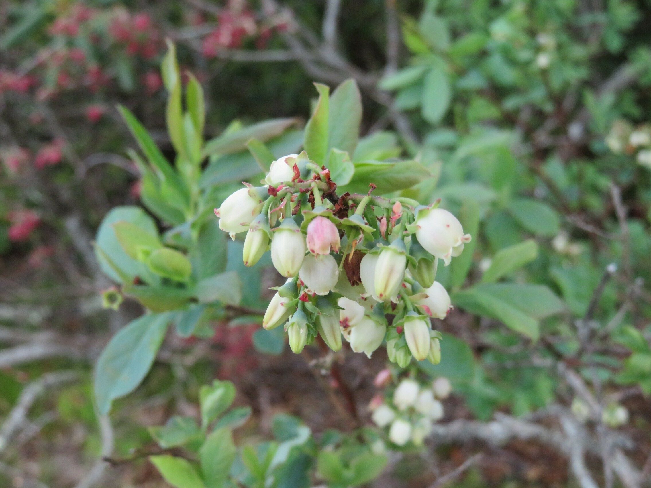 Blueberries still in bloom on top of Scaly Mountain