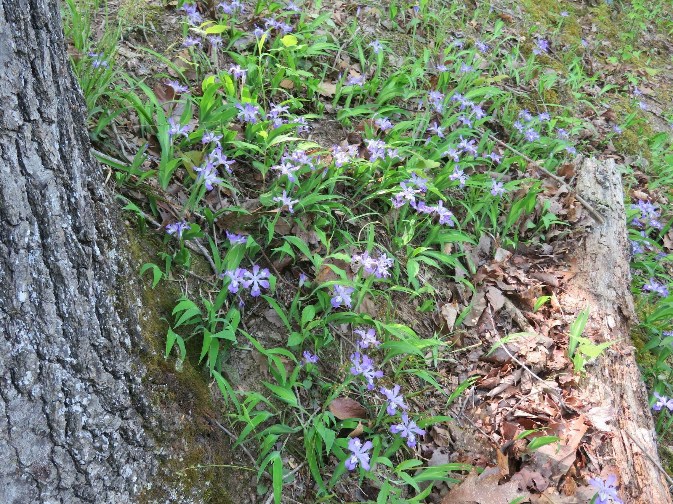 Dwarf Crested Iris (Iris cristata)