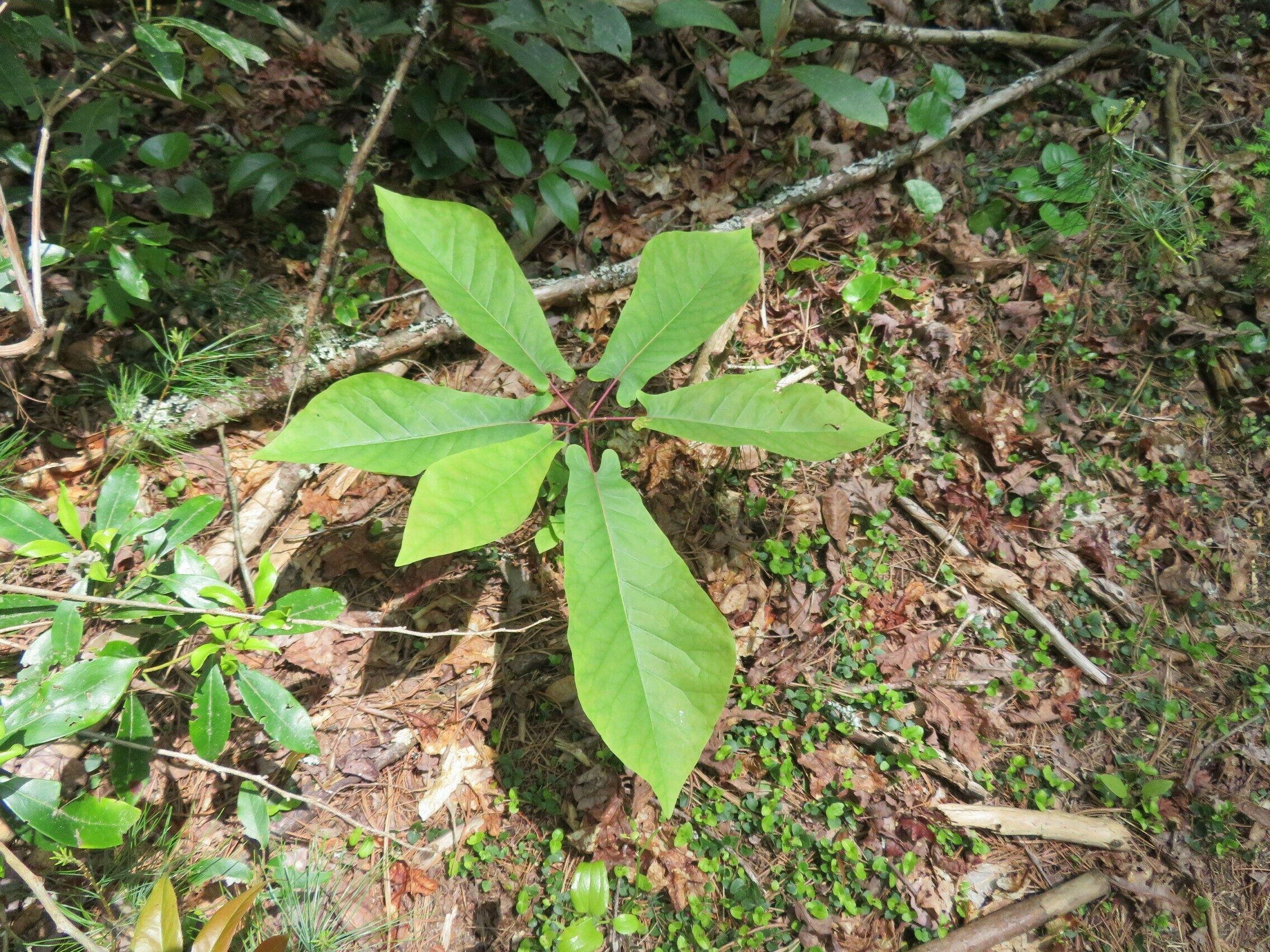 Young Fraser Magnolia (Magnolia fraseri) not in bloom . . . duh!