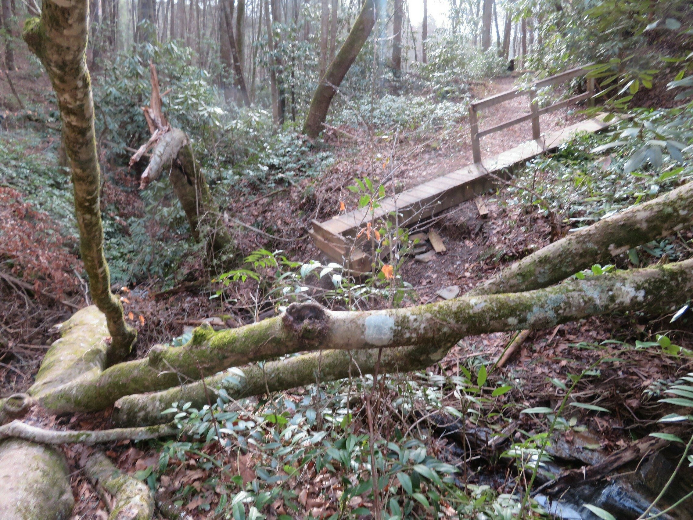 Bridge out!  Looks like the large American Beech tree took it out during a storm.