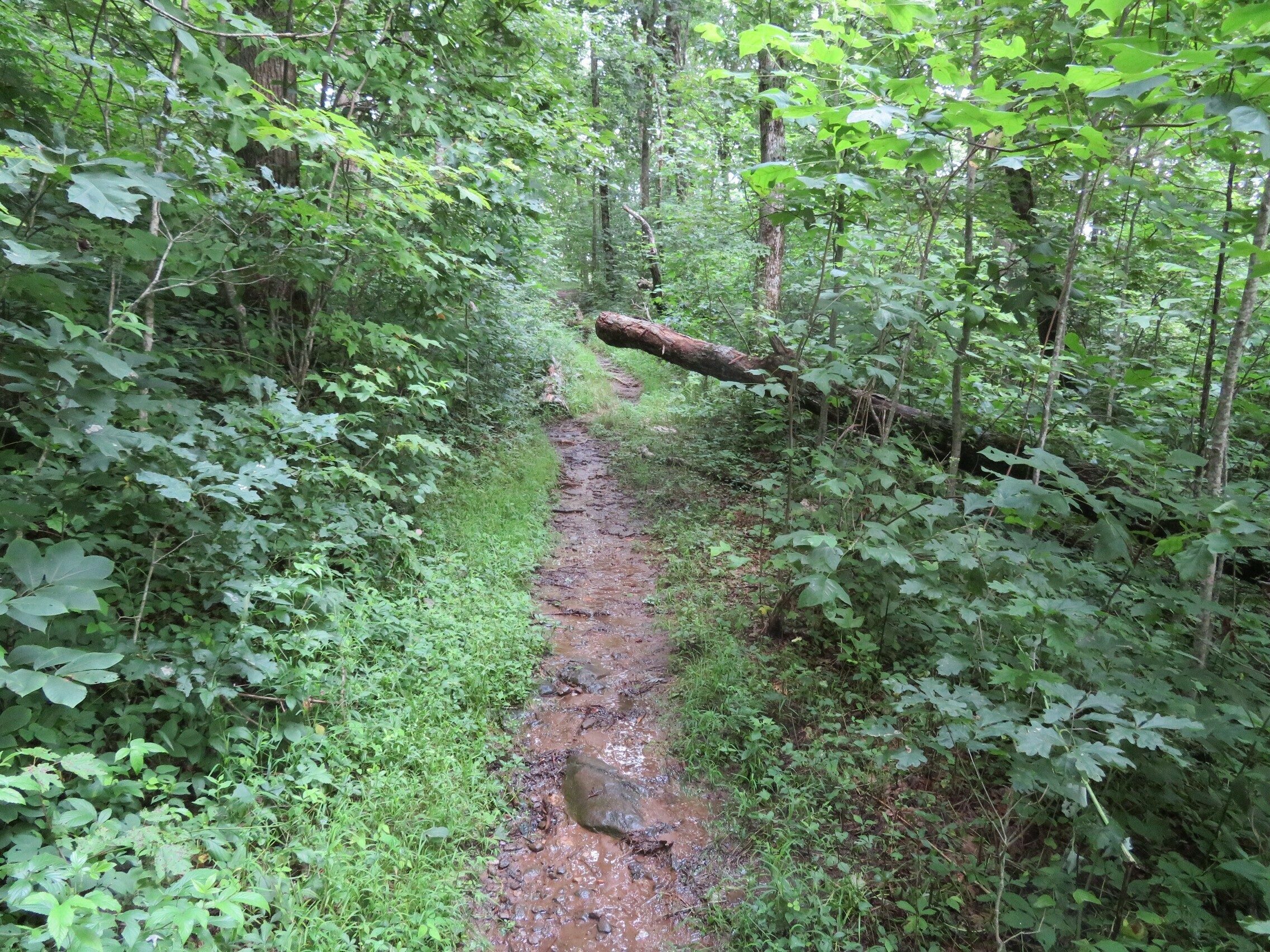 A somewhat wet section of Dockery Lake Trail.