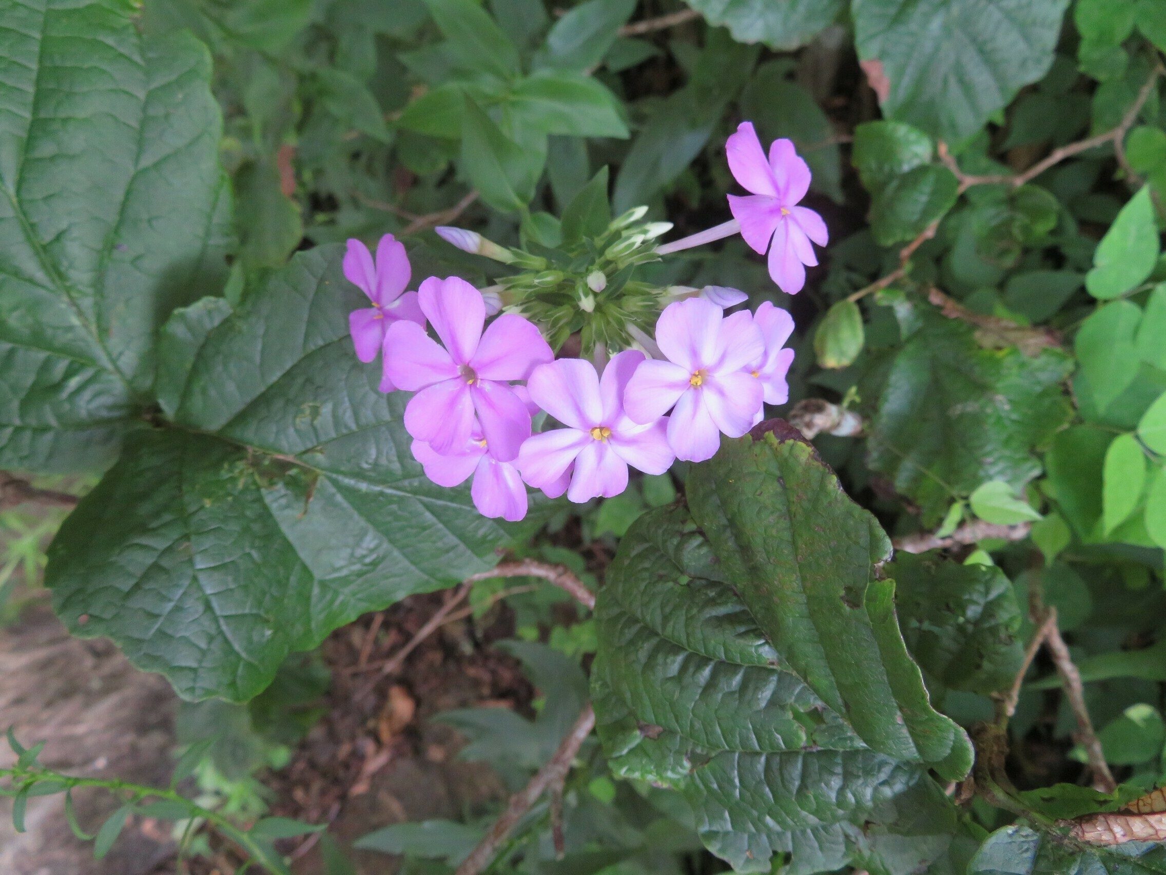 Downy Phlox (Phlox pilosa)