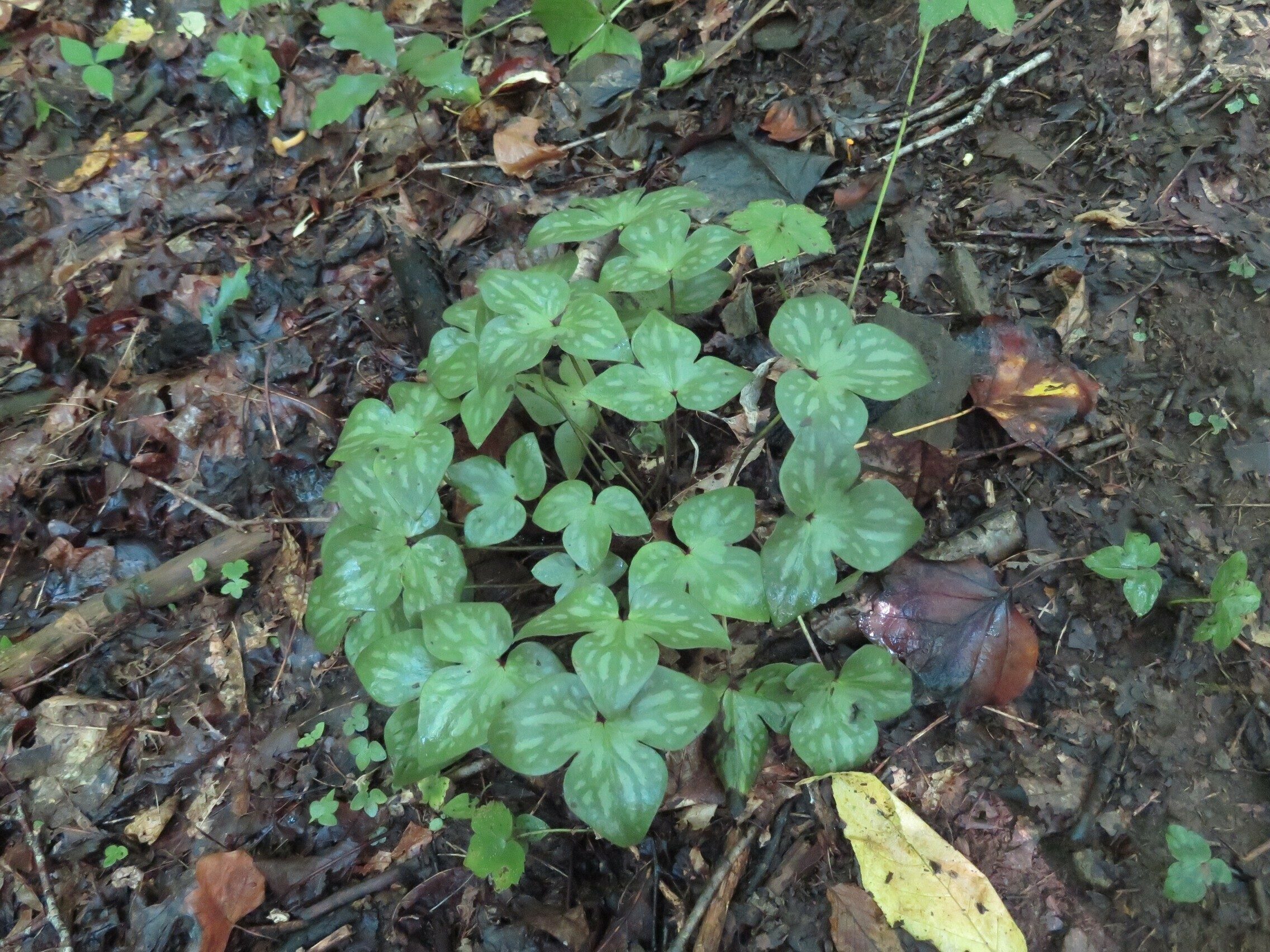 Some form of Hepatica ??