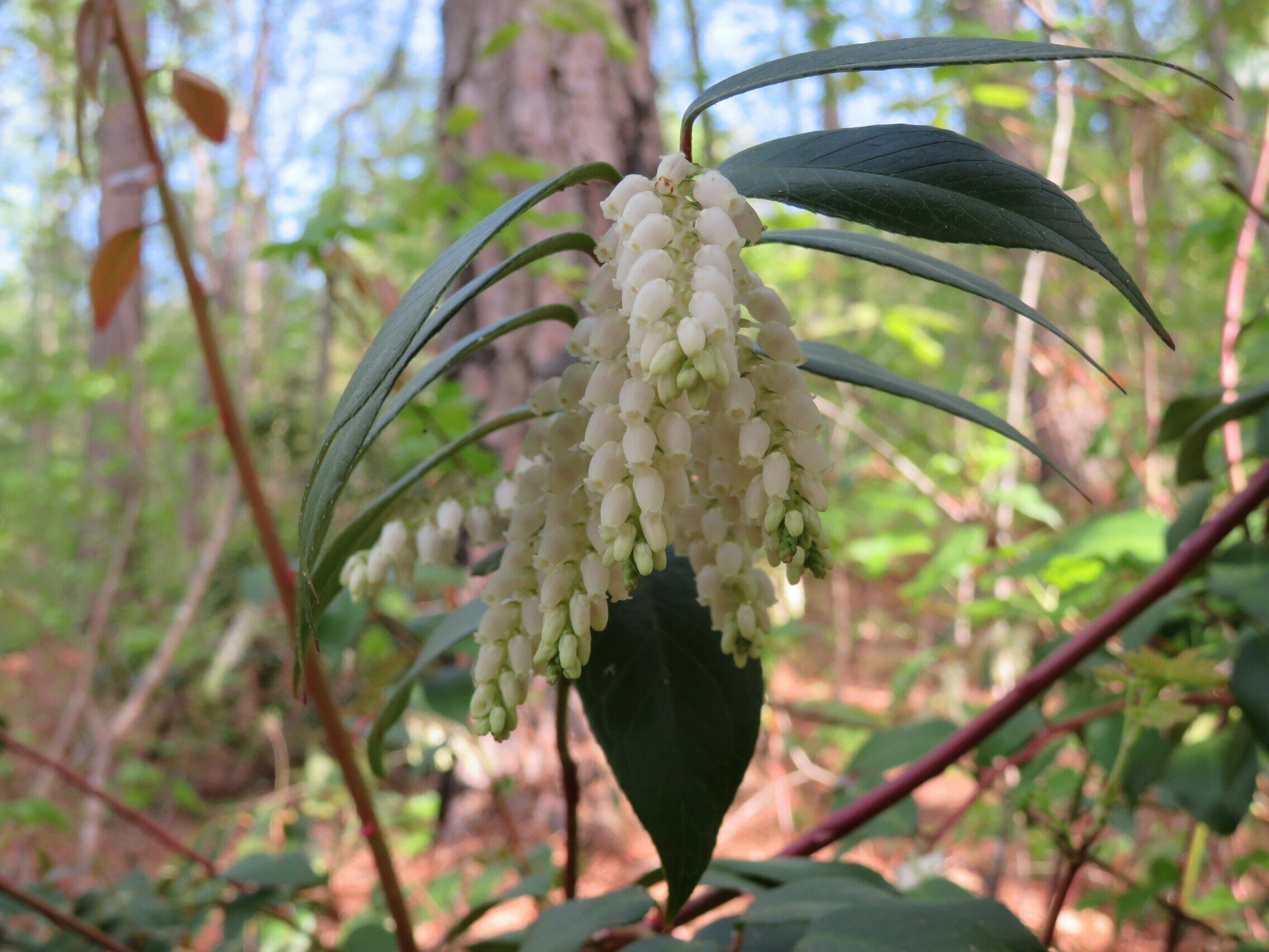 Dog-hobble (Leucothoe axillaris)