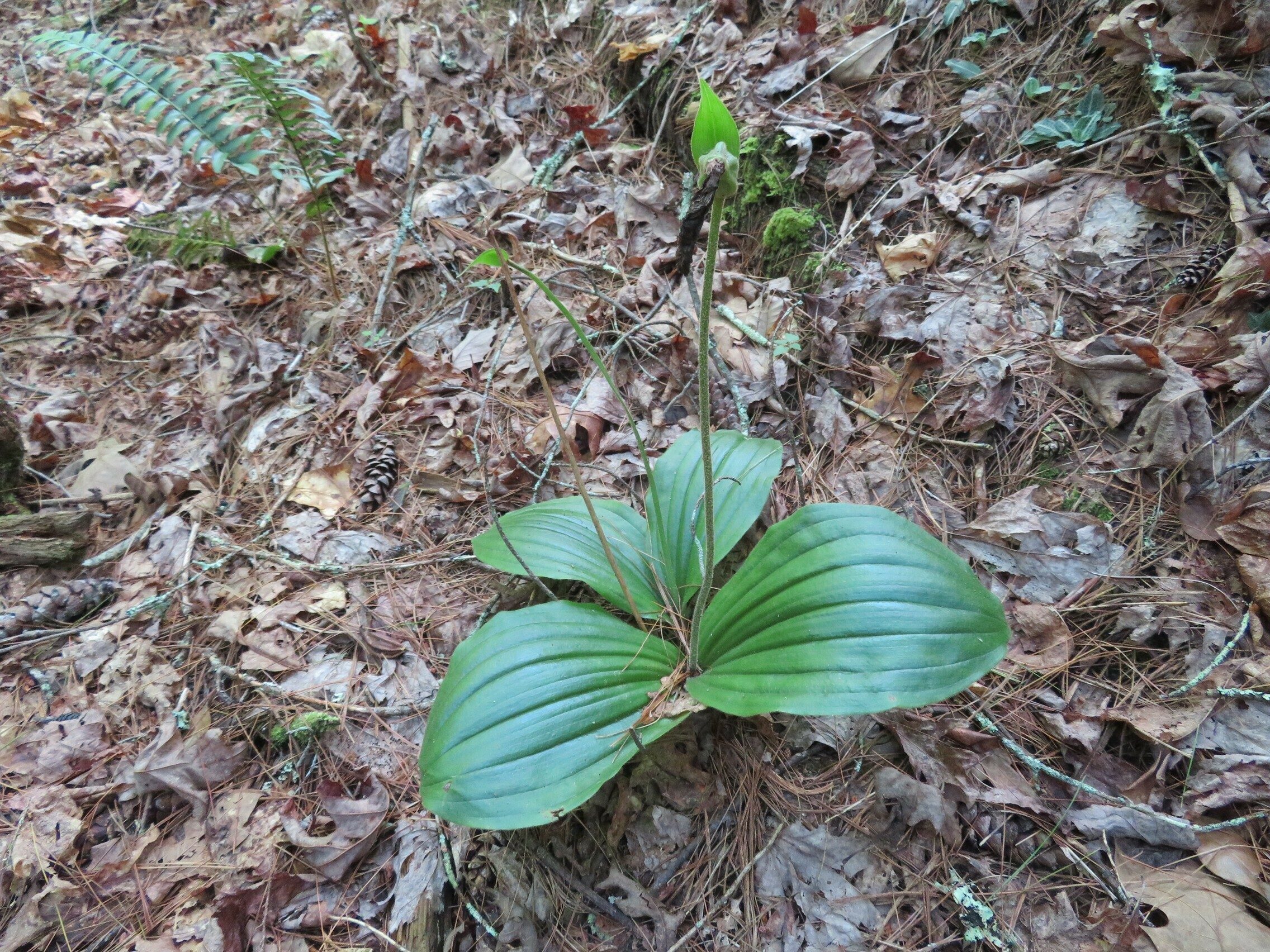 Lady Slipper after it blooms.