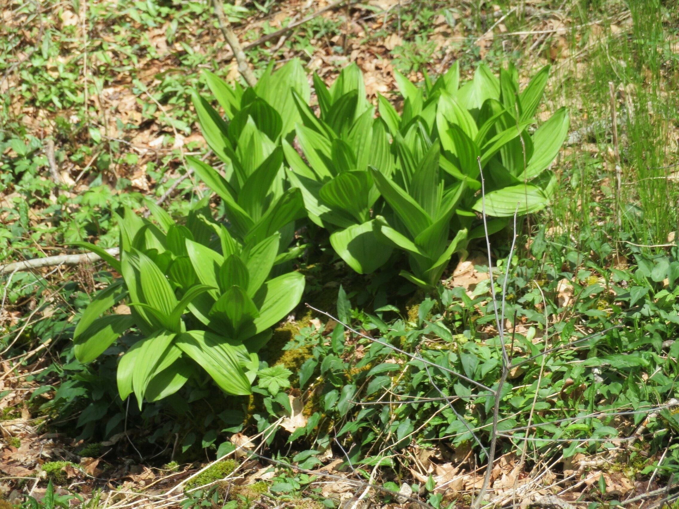 American false hellebore (Veratrum viride)