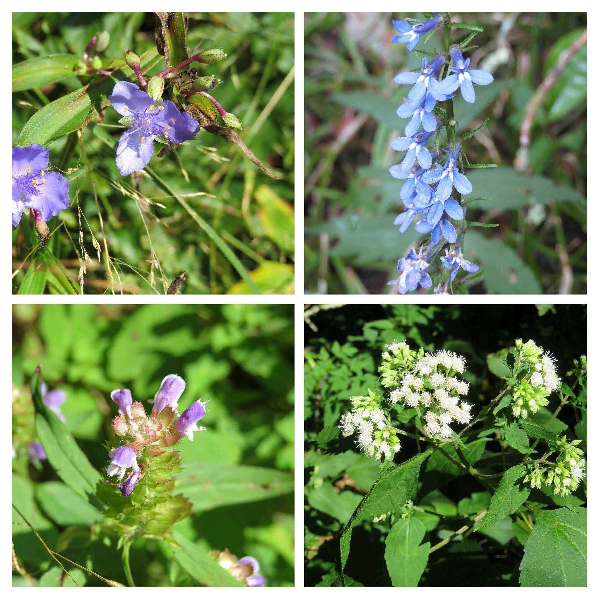 Wildflowers along the trail.  The blue lobelia is my favorite