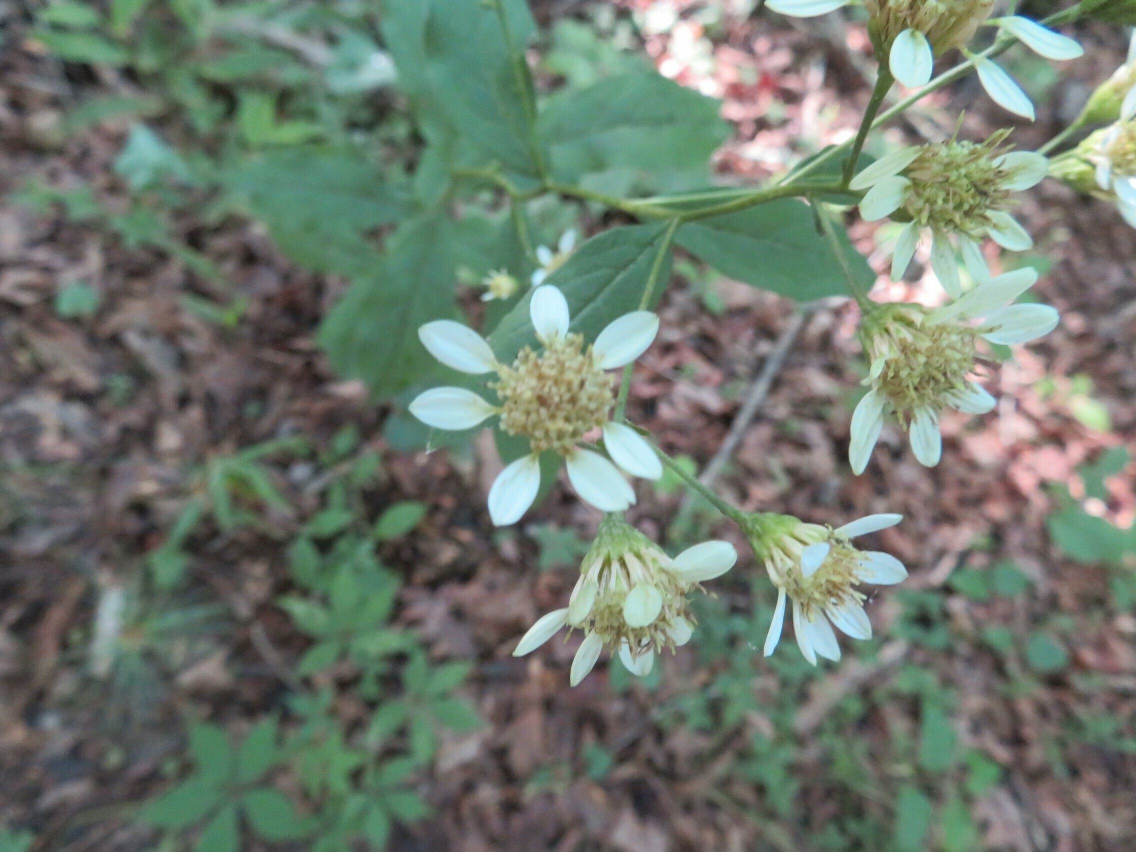 White crownbeard (Verbesina virginica) ???