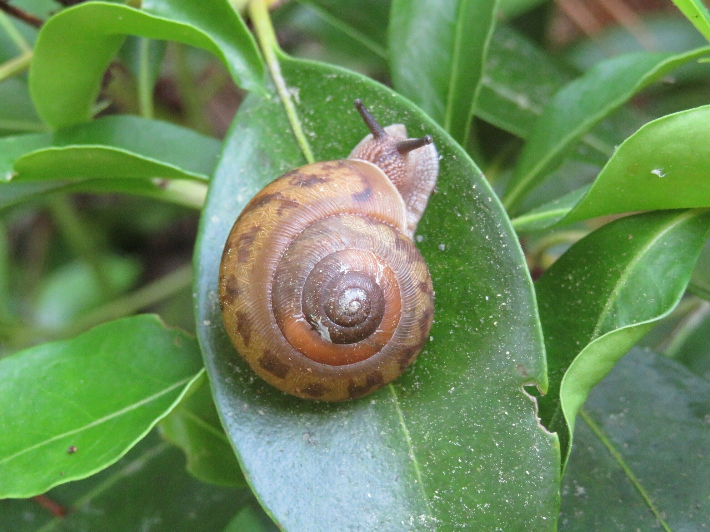 Cute little fellow!