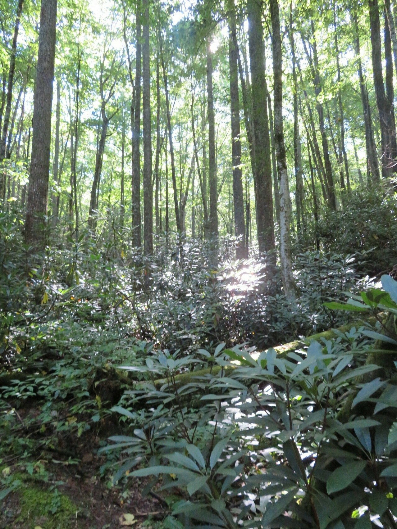 Typical overhead cover along much of this trail.