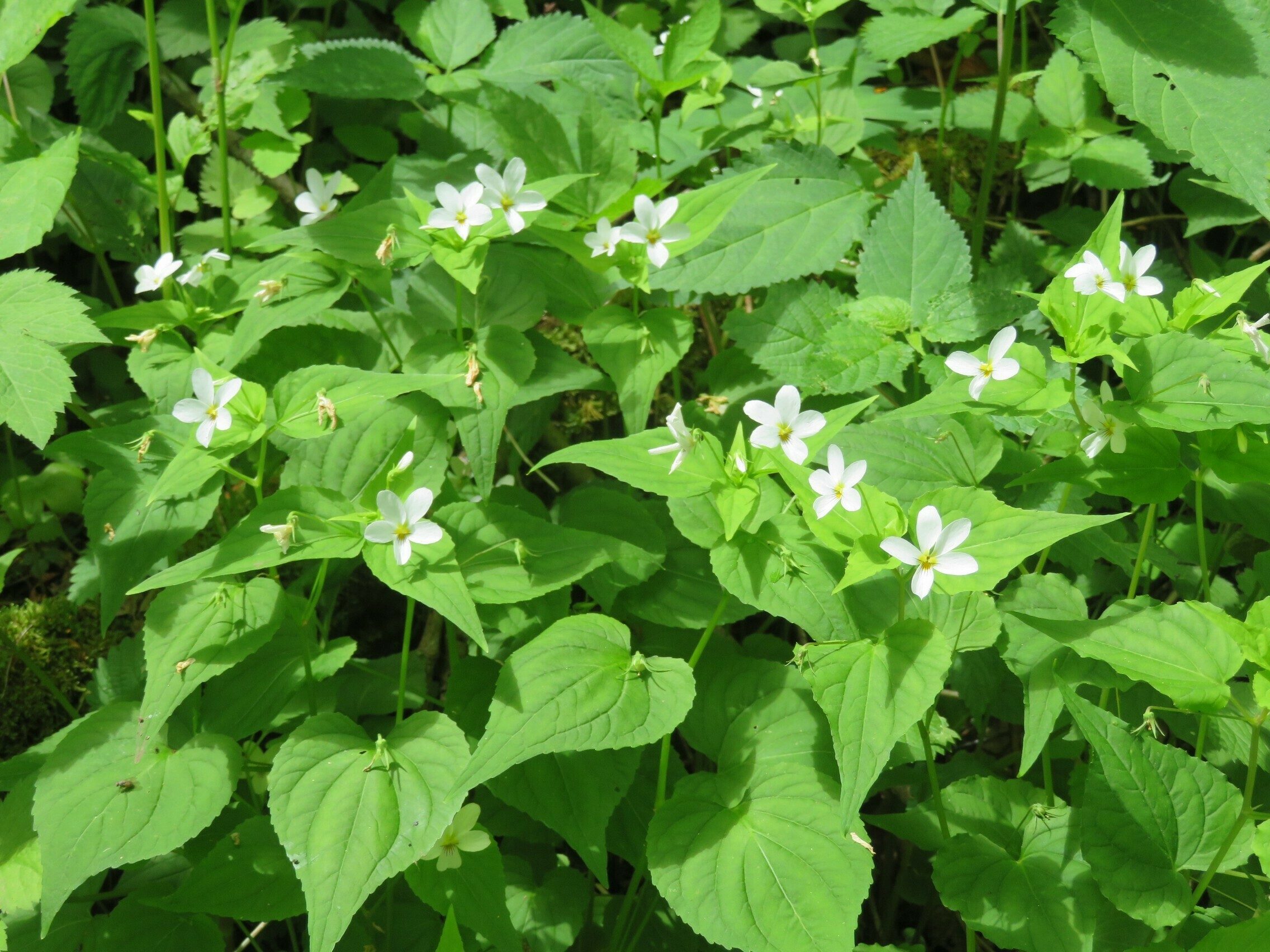 Canada violet (Viola canadensis)