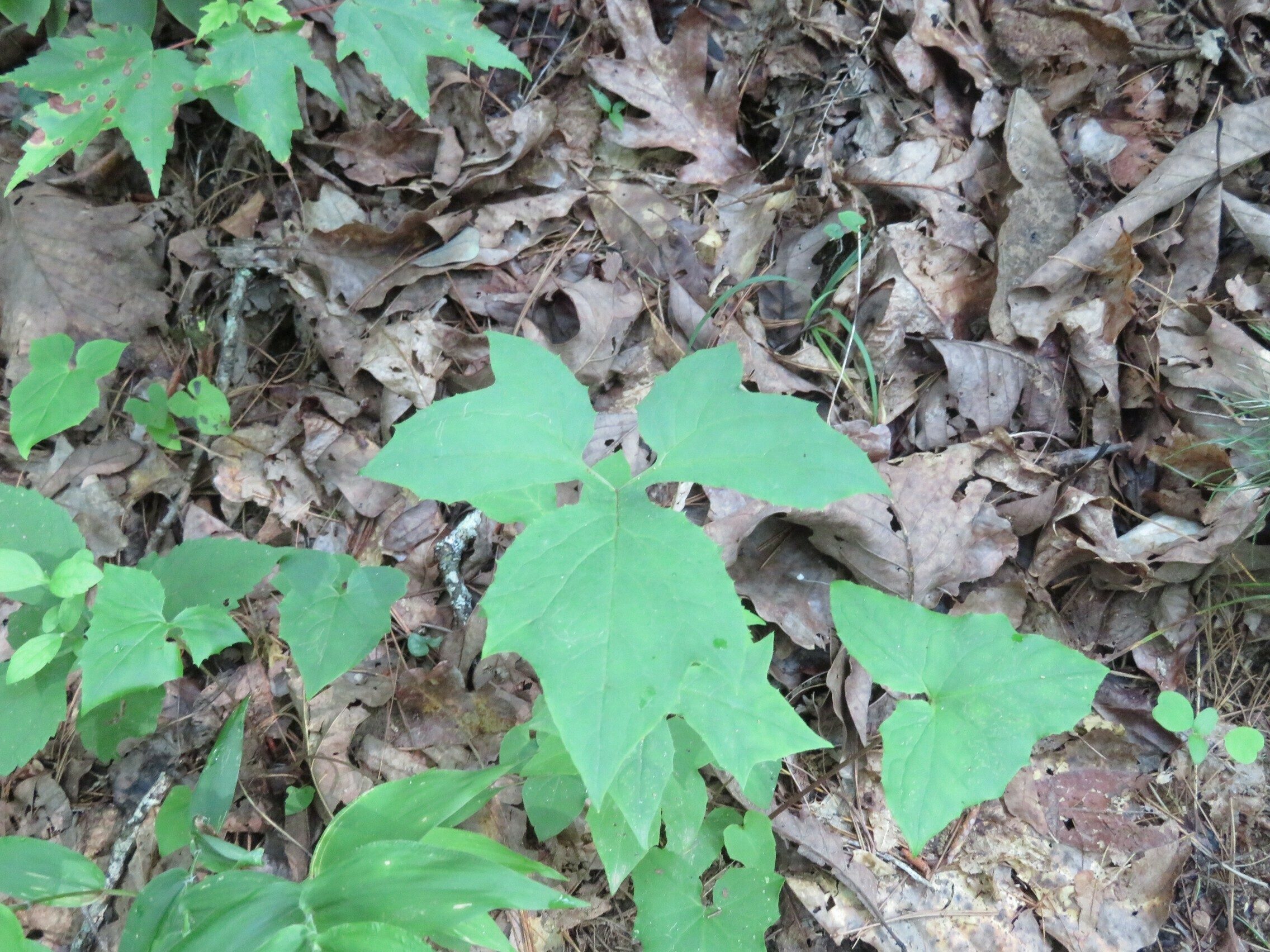 Woodland lettuce (Lactuca floridana) ???