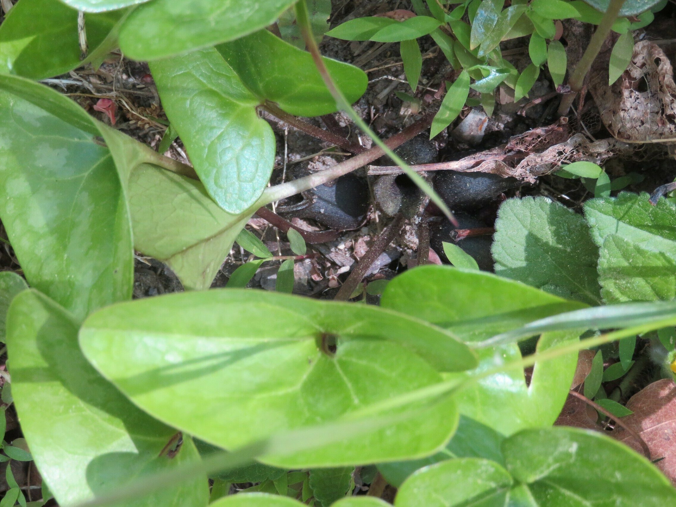 Ginger / Little Brown Jugs (Hexastylis arifolia)