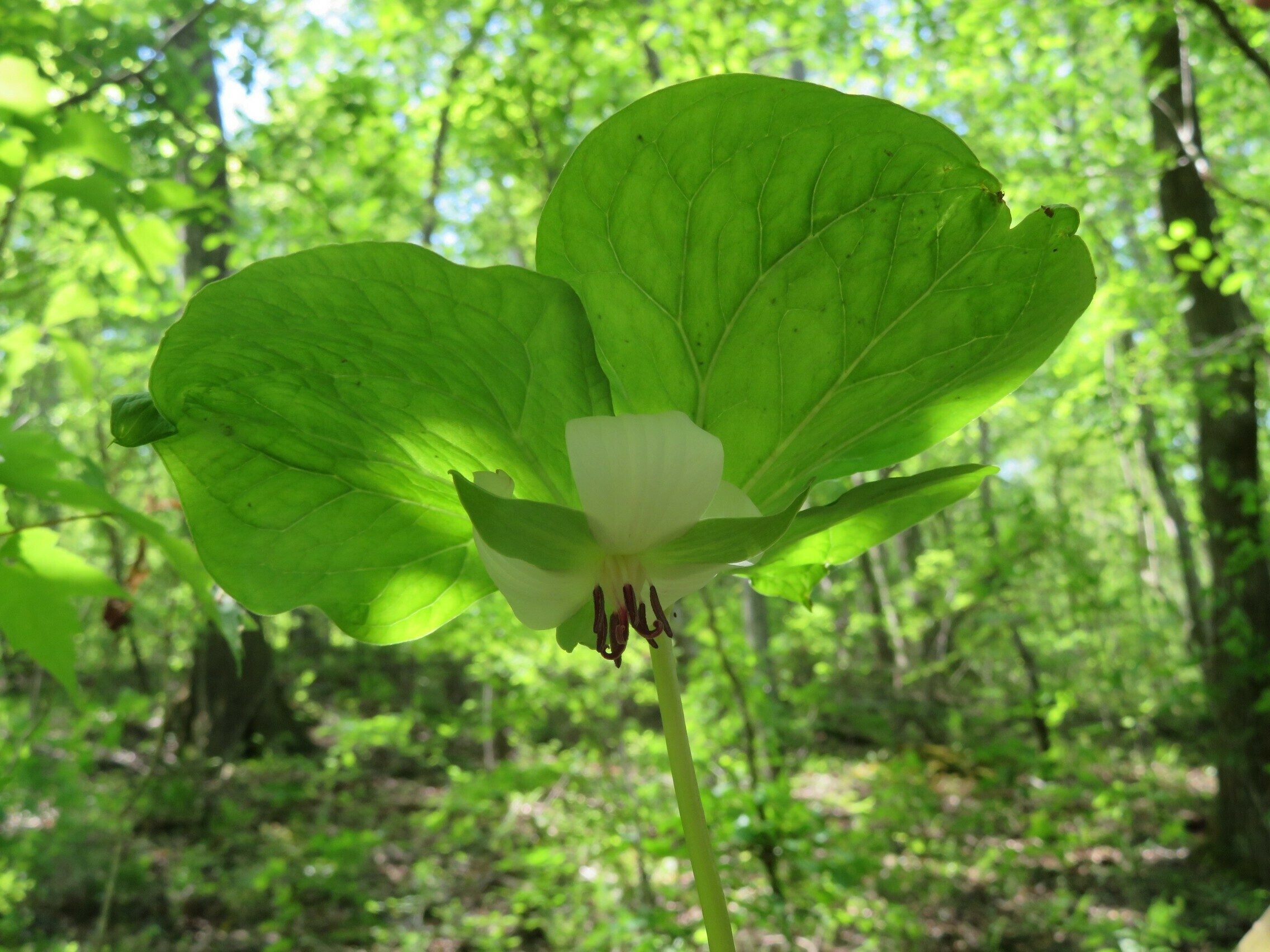 Southern Nodding Trillium(Trillium rugelii)