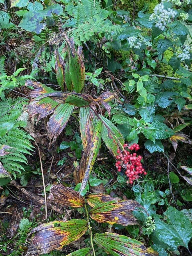 Lots of color in this photo in addition to the red berries of this False Solomon's Seal.