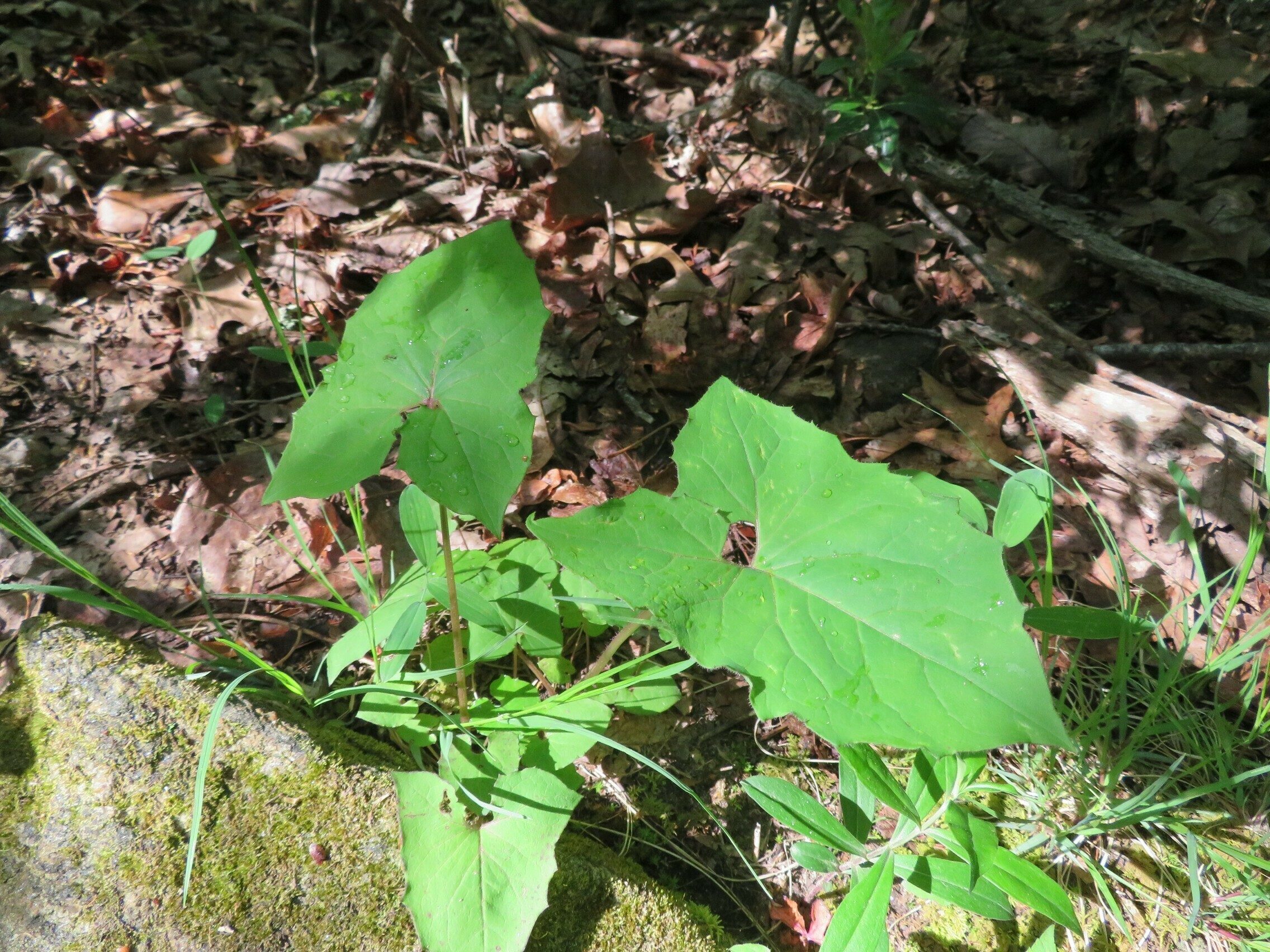 Unknown plant with "arrow leaves" . . . anybody?
